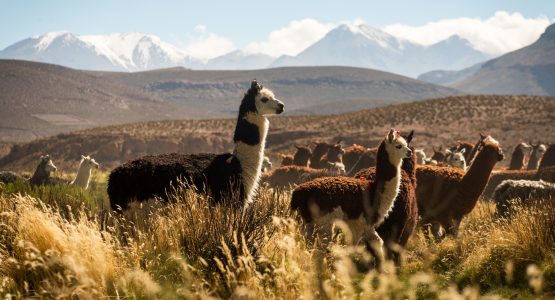 Aymara Cultural Experience Tour