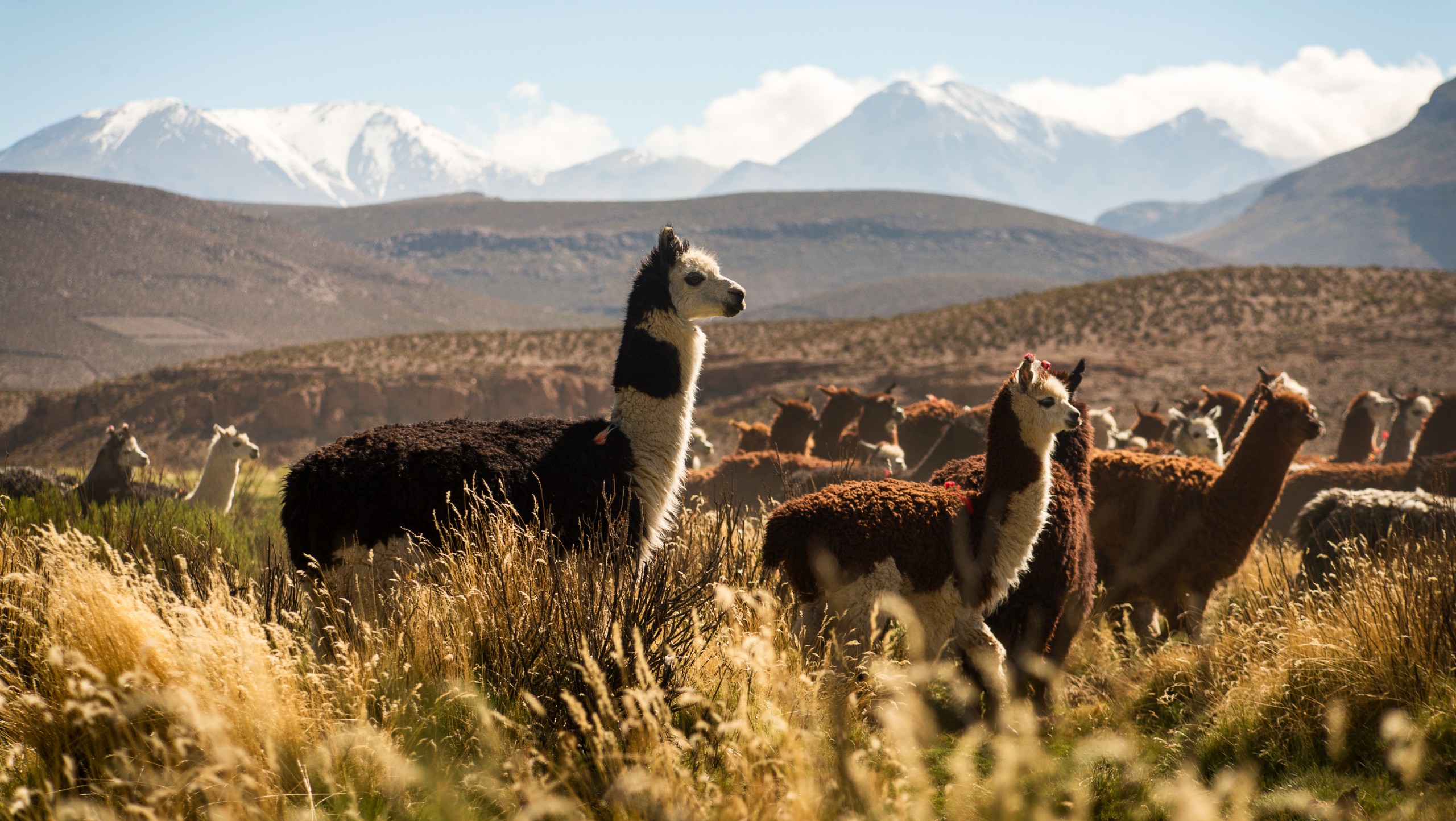 Aymara Cultural Experience Tour