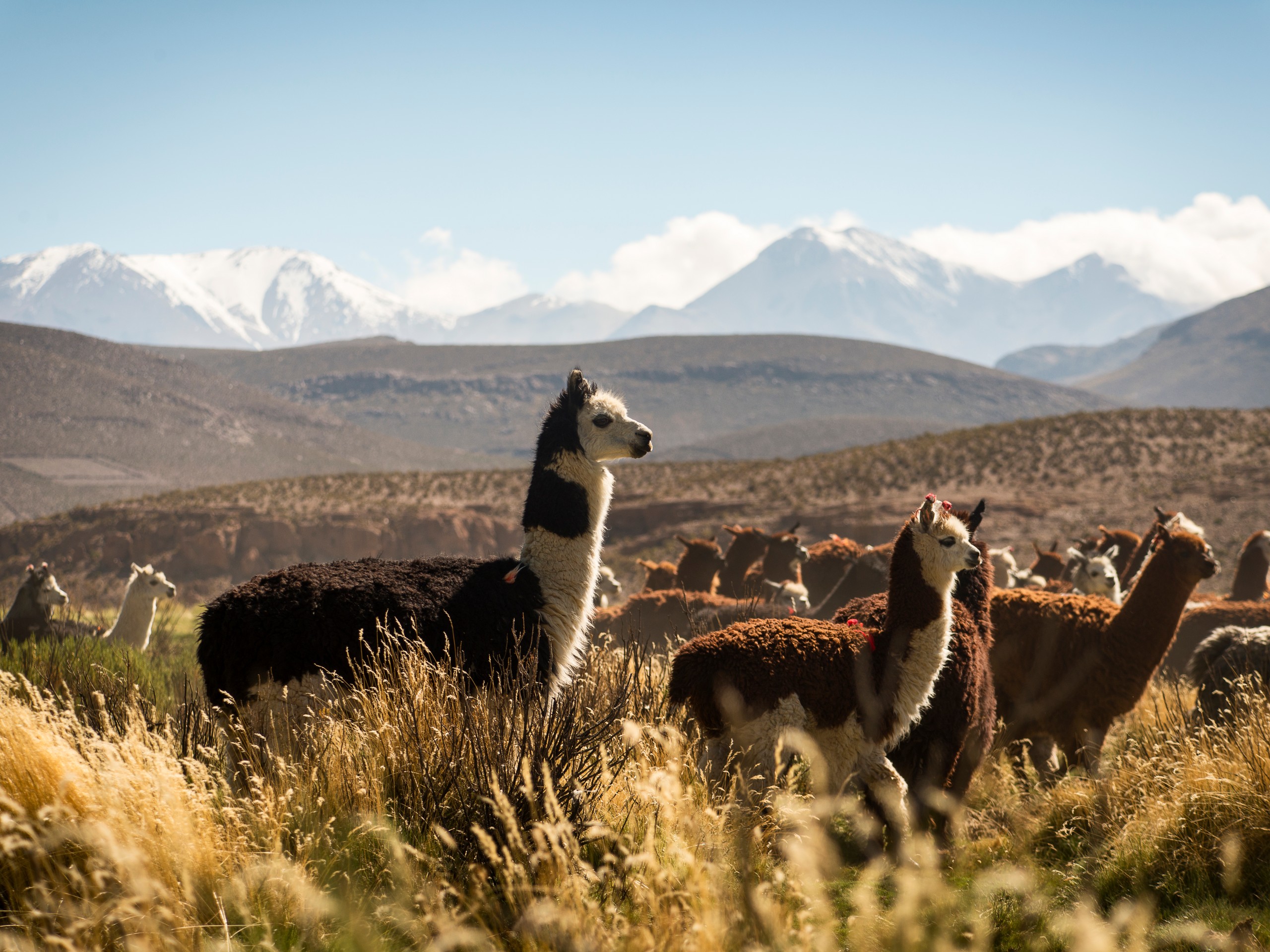 Aymara region and alpacas in Chile