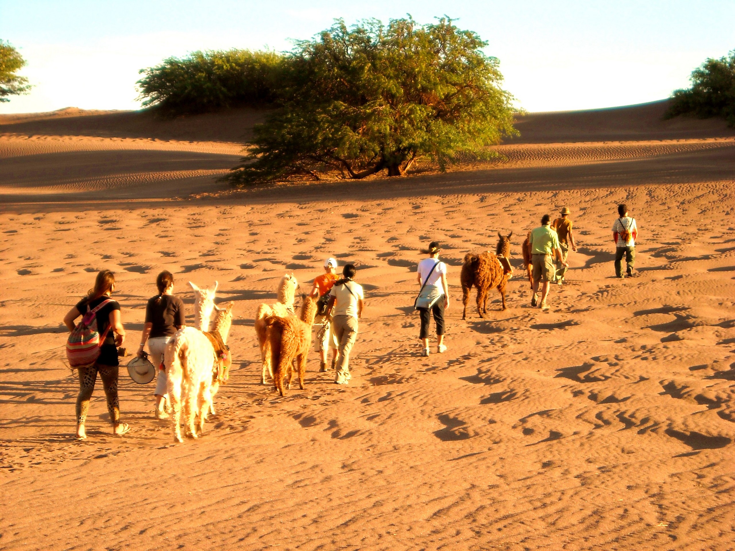 Walking in the desert with llamas Chile