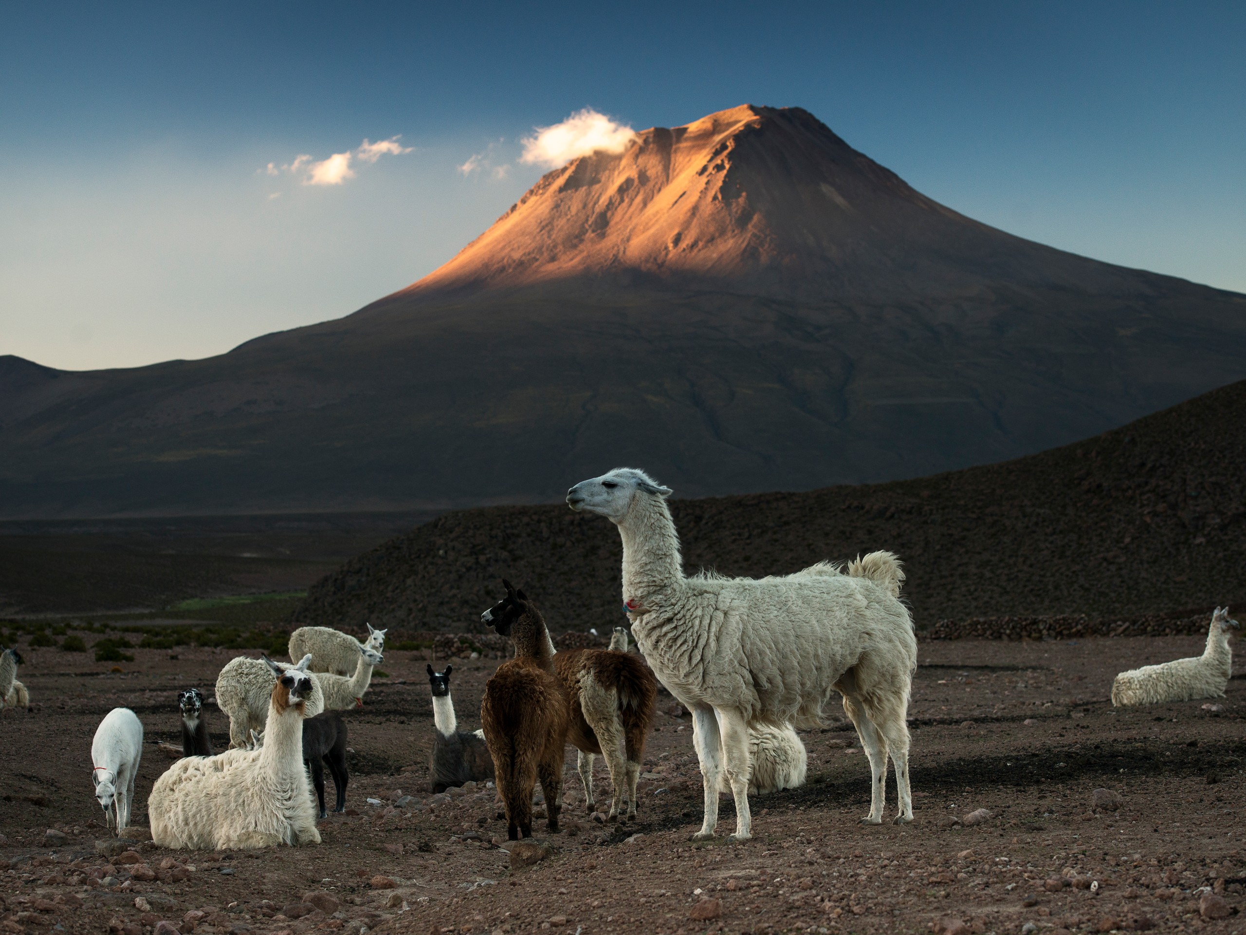 Mountain views and alpacas in Aymara region, Chile