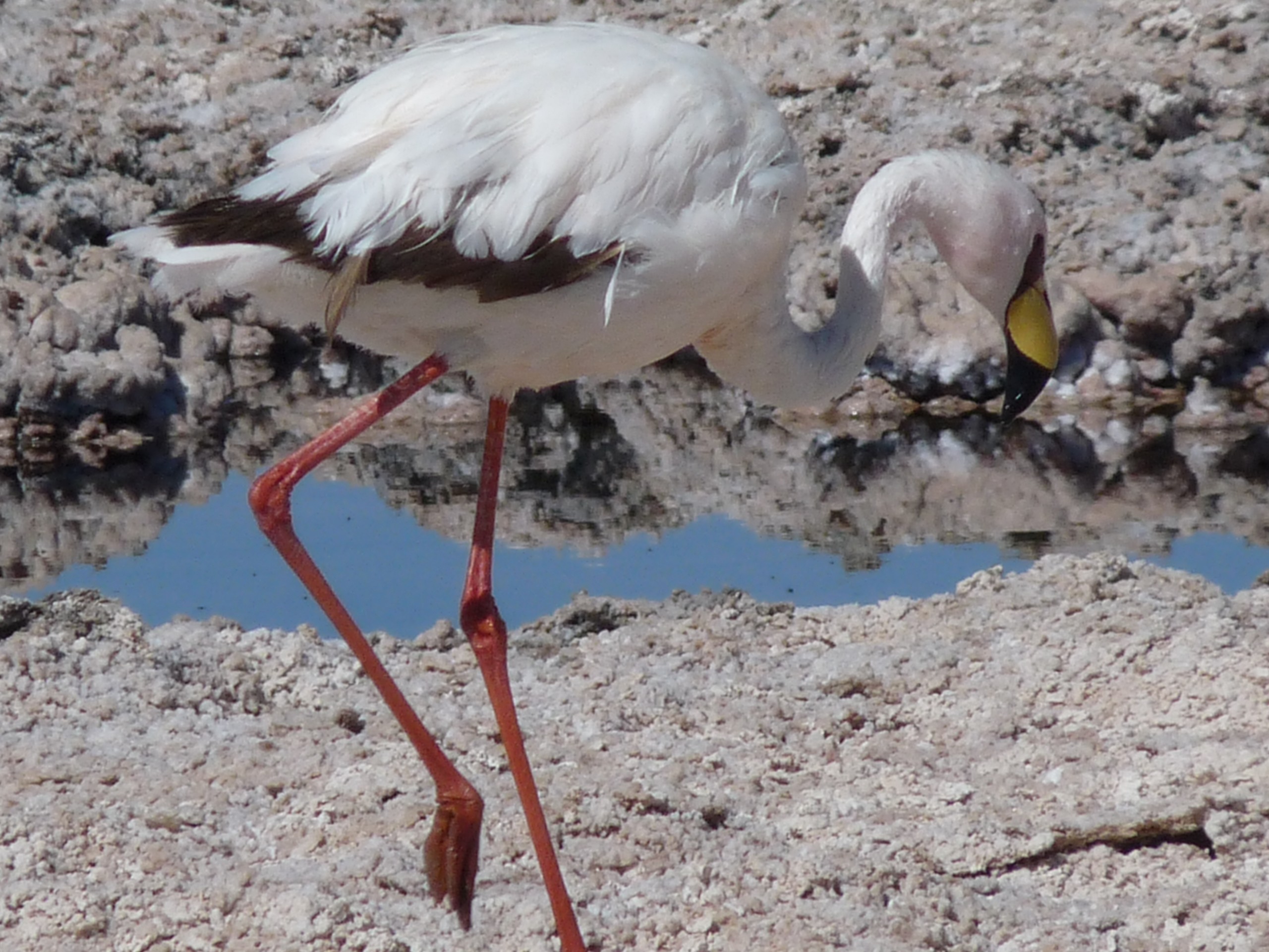 Bird seen in Chile while on Natural Wonders of Chile tour