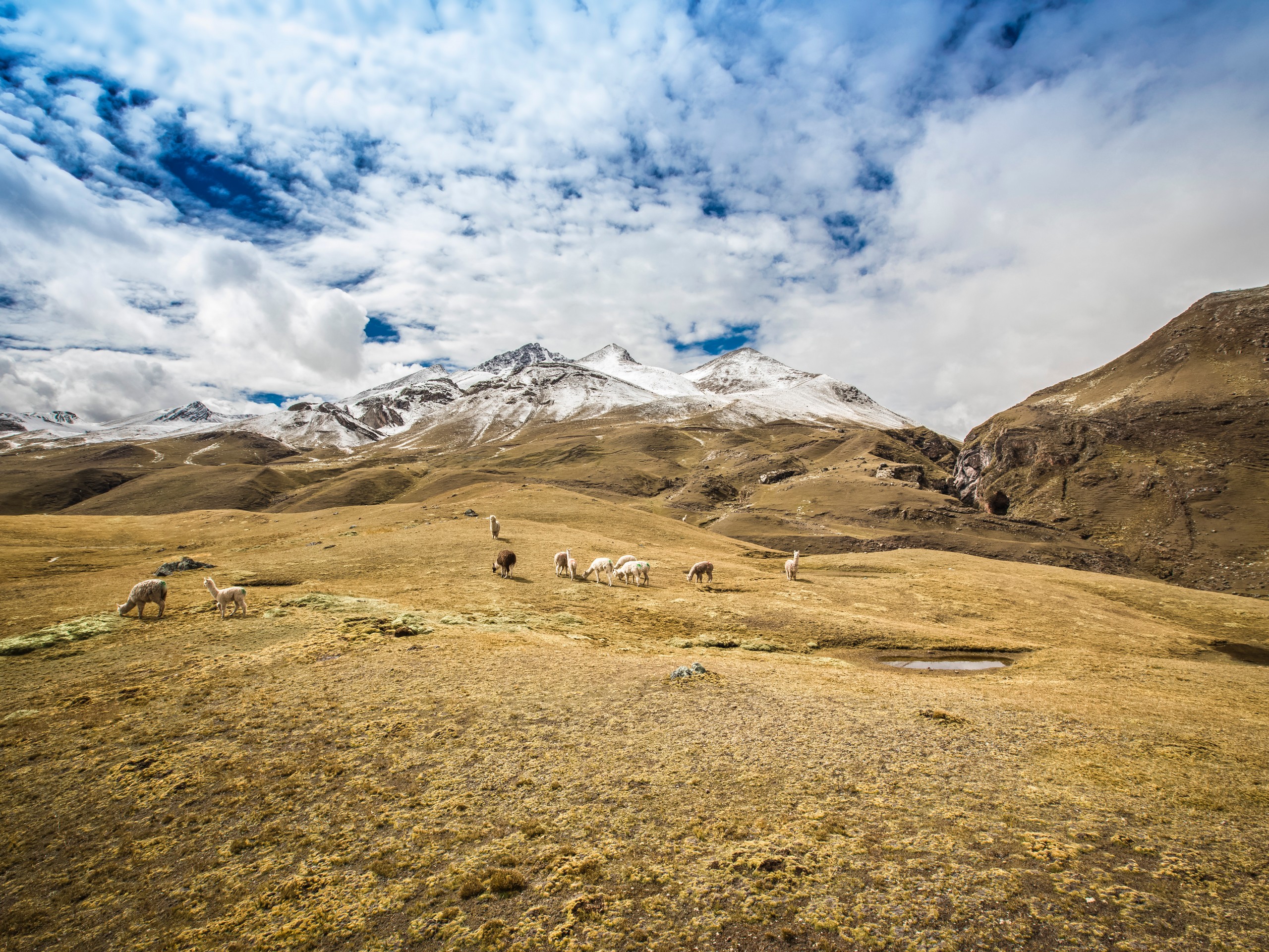 llamas in the Chillca meadow, surrounded by beautiful mountains