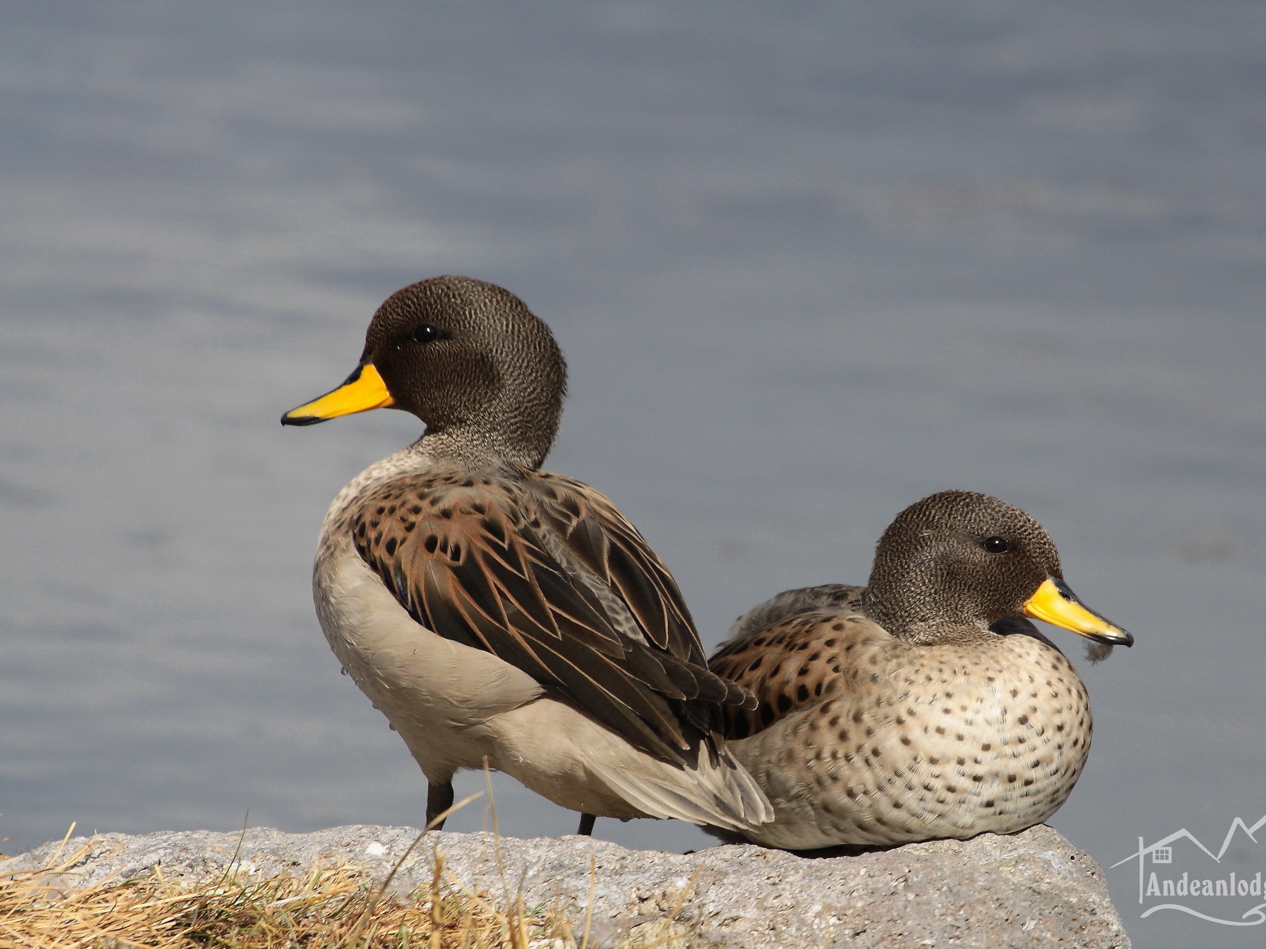 Speckled Teal met while on guided