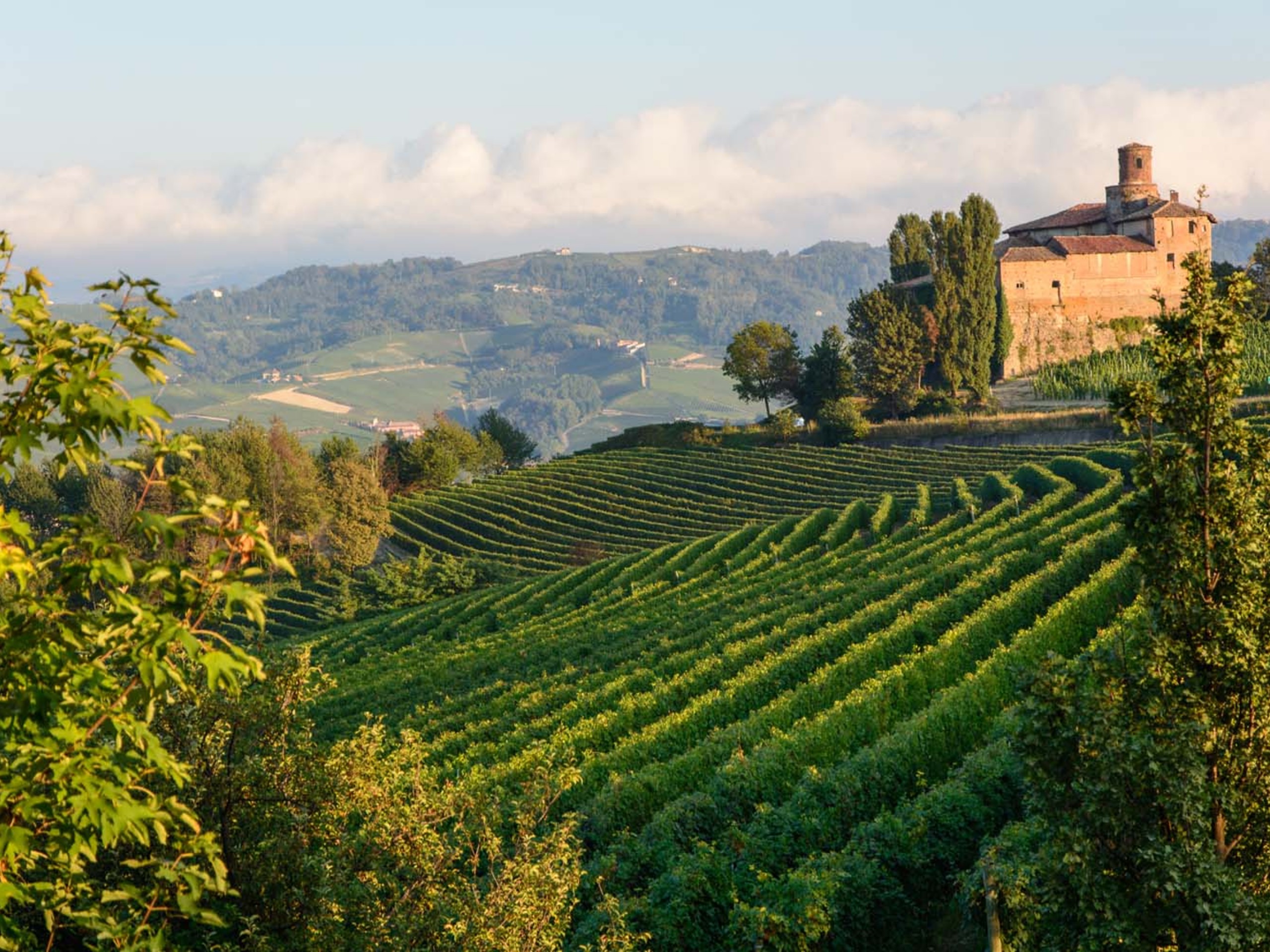 Vineyard in Piedmont