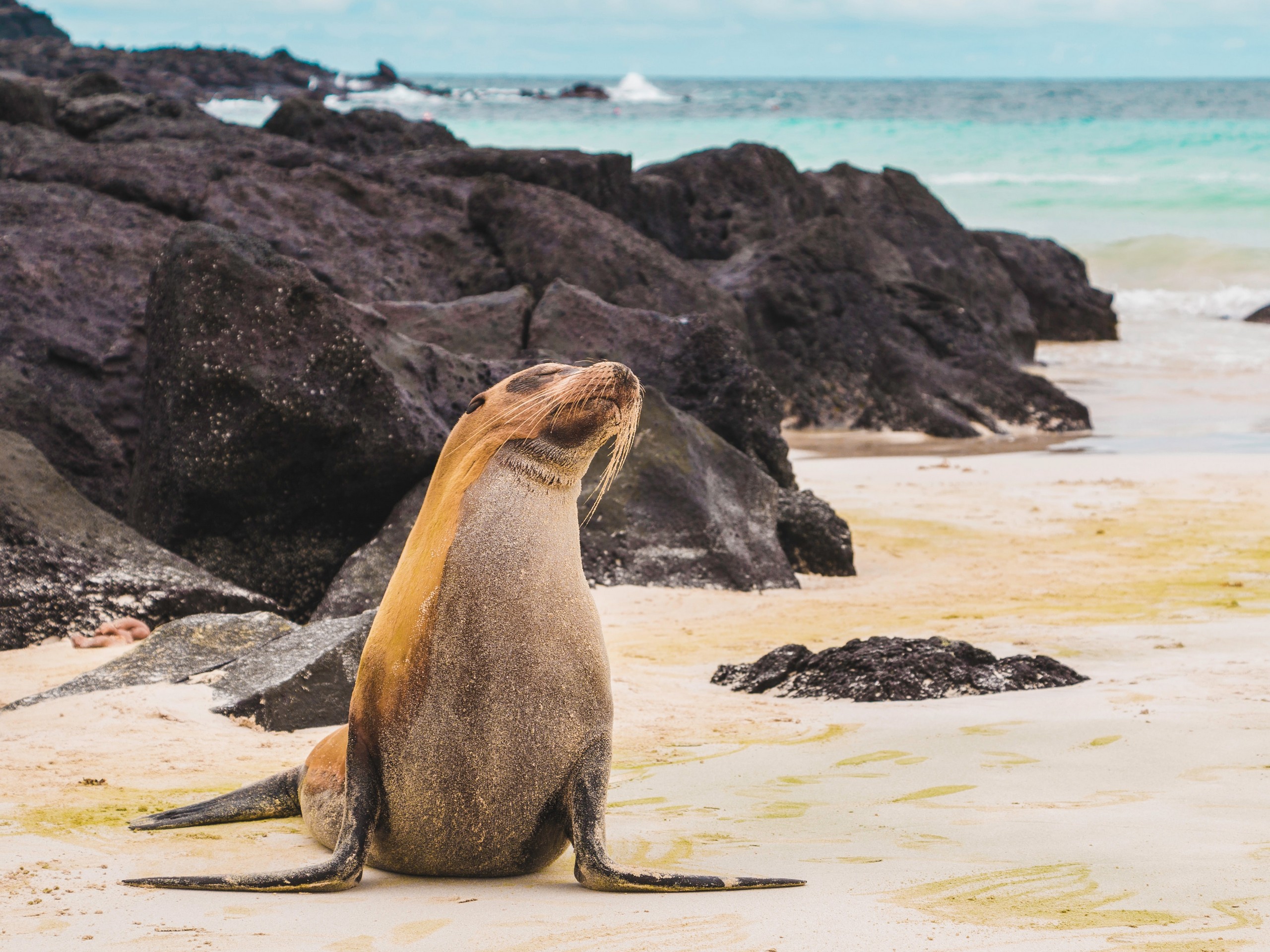 Sea lion in Galapagos, Ecuador