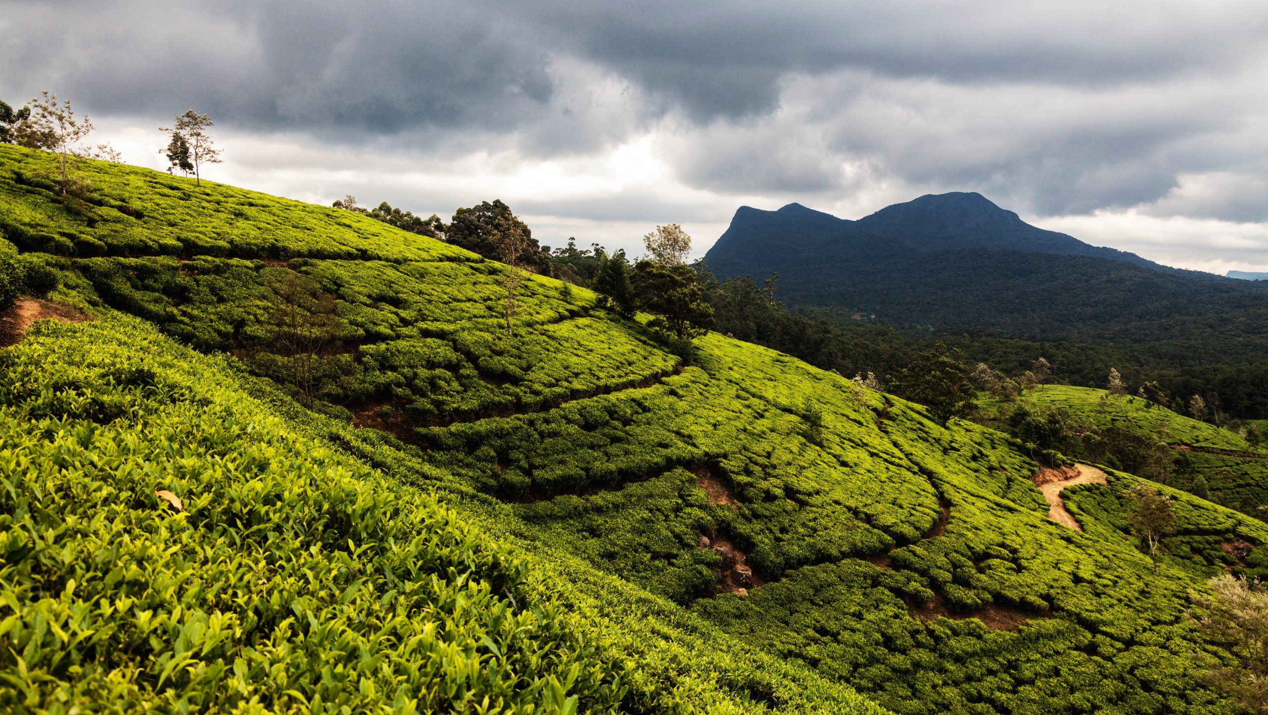 Sri Lankan Dreams Tour