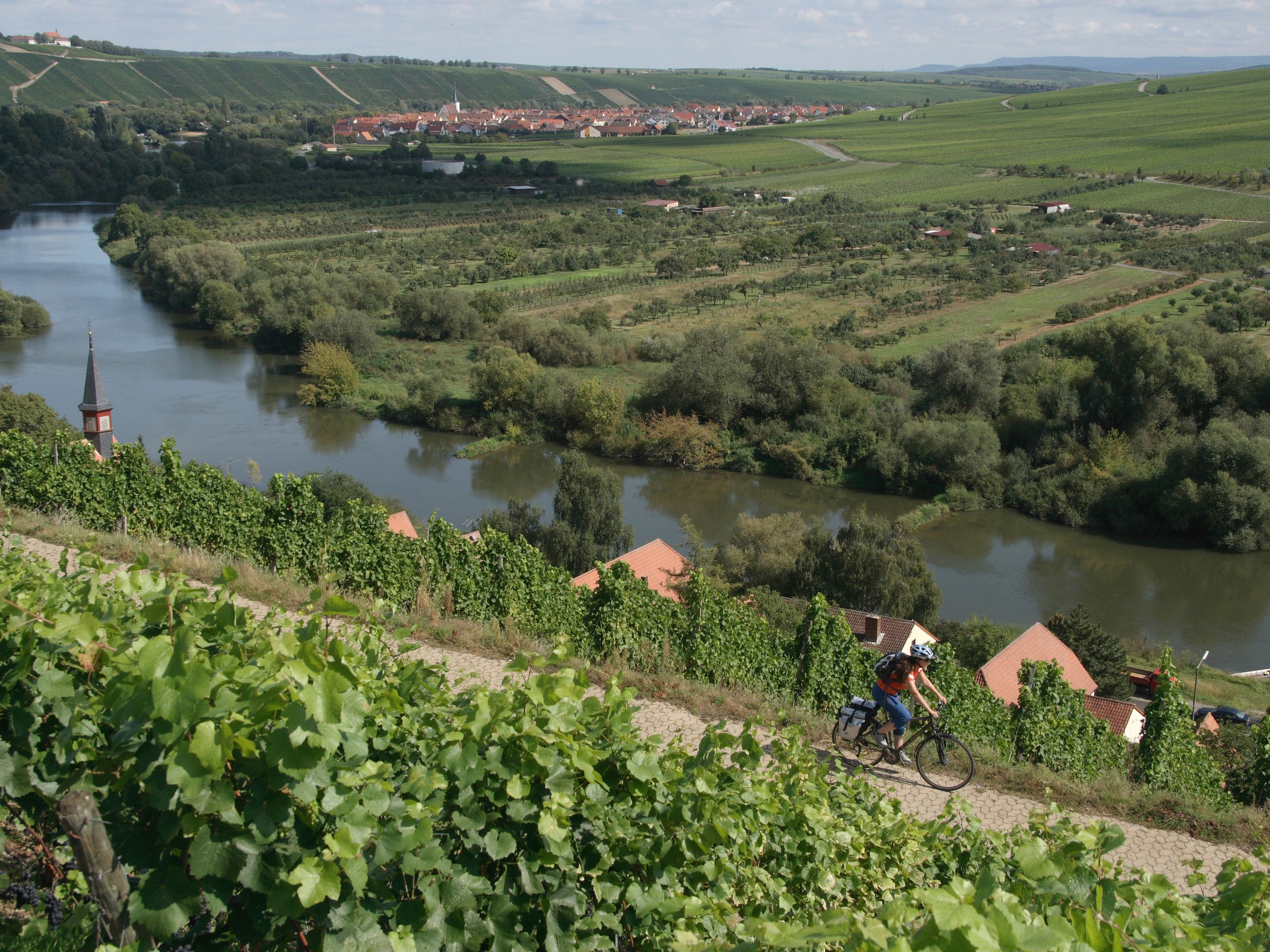 Fränkisches Weinland Nordheim Escherndorf Radlerin an der Volkacher Mainschleife