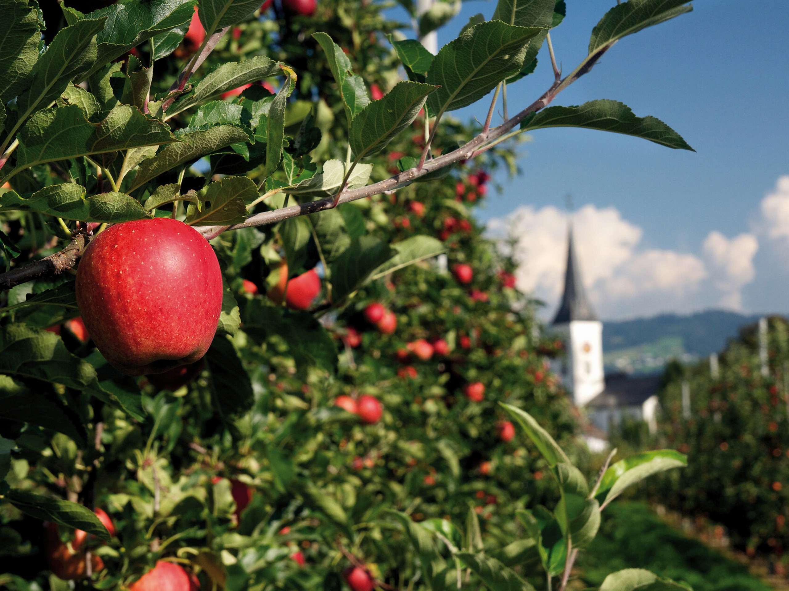 Ripe apples along the biking route of Bavaria