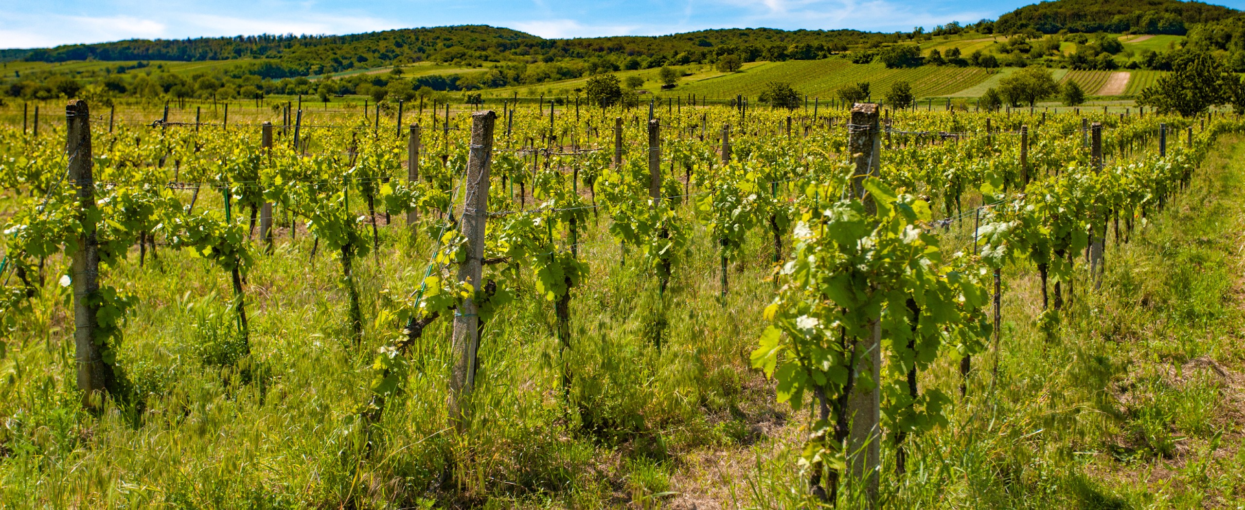 Lake Neusiedl Bike Tour