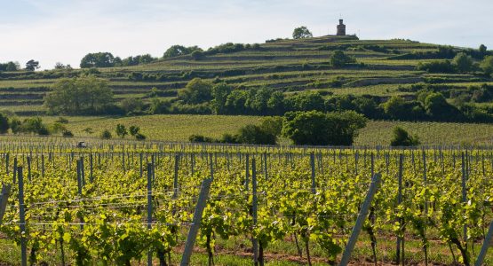 Luxury Wine Tour on the Rhine