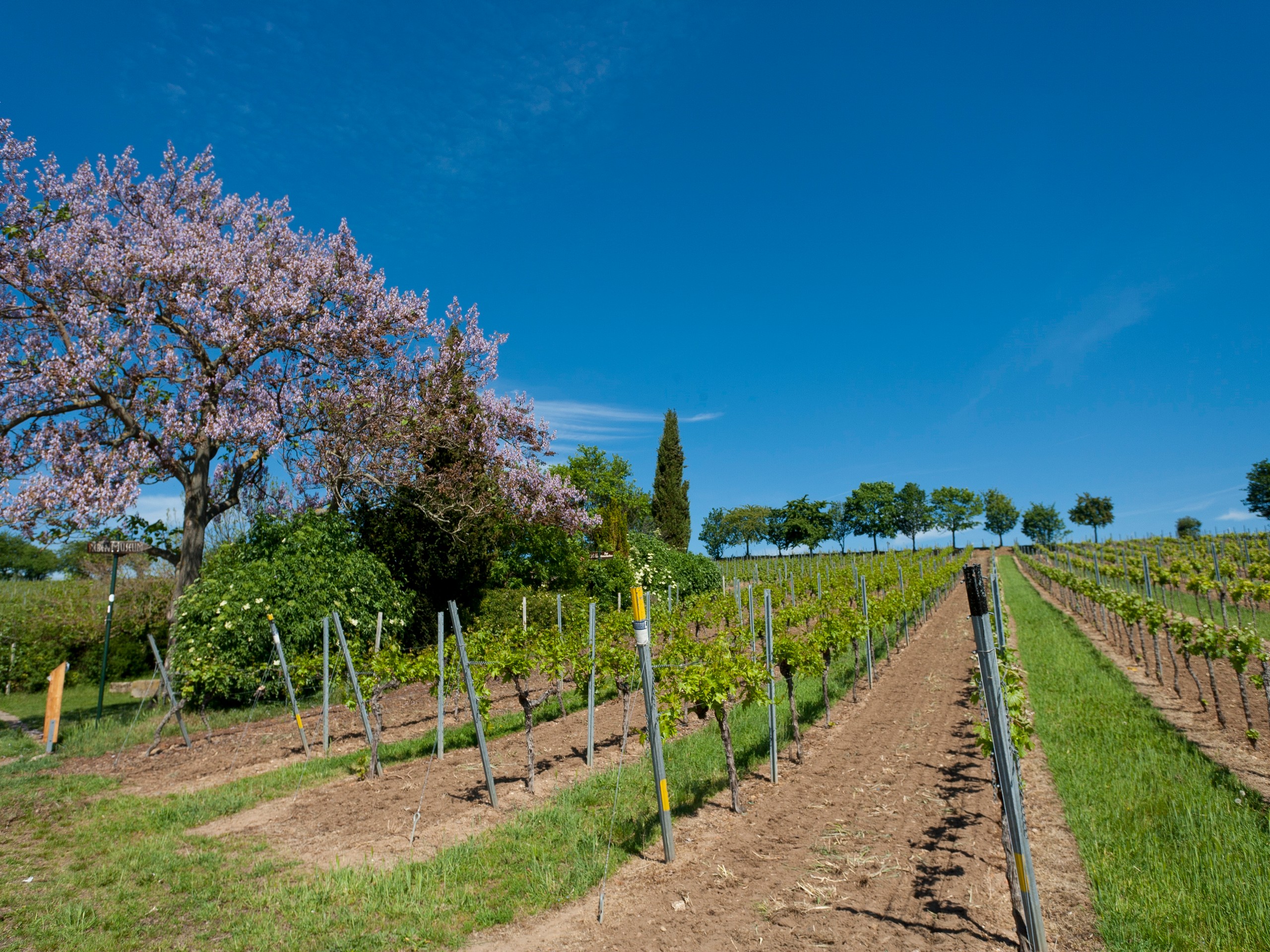 Vineyards along the biking path in Germany