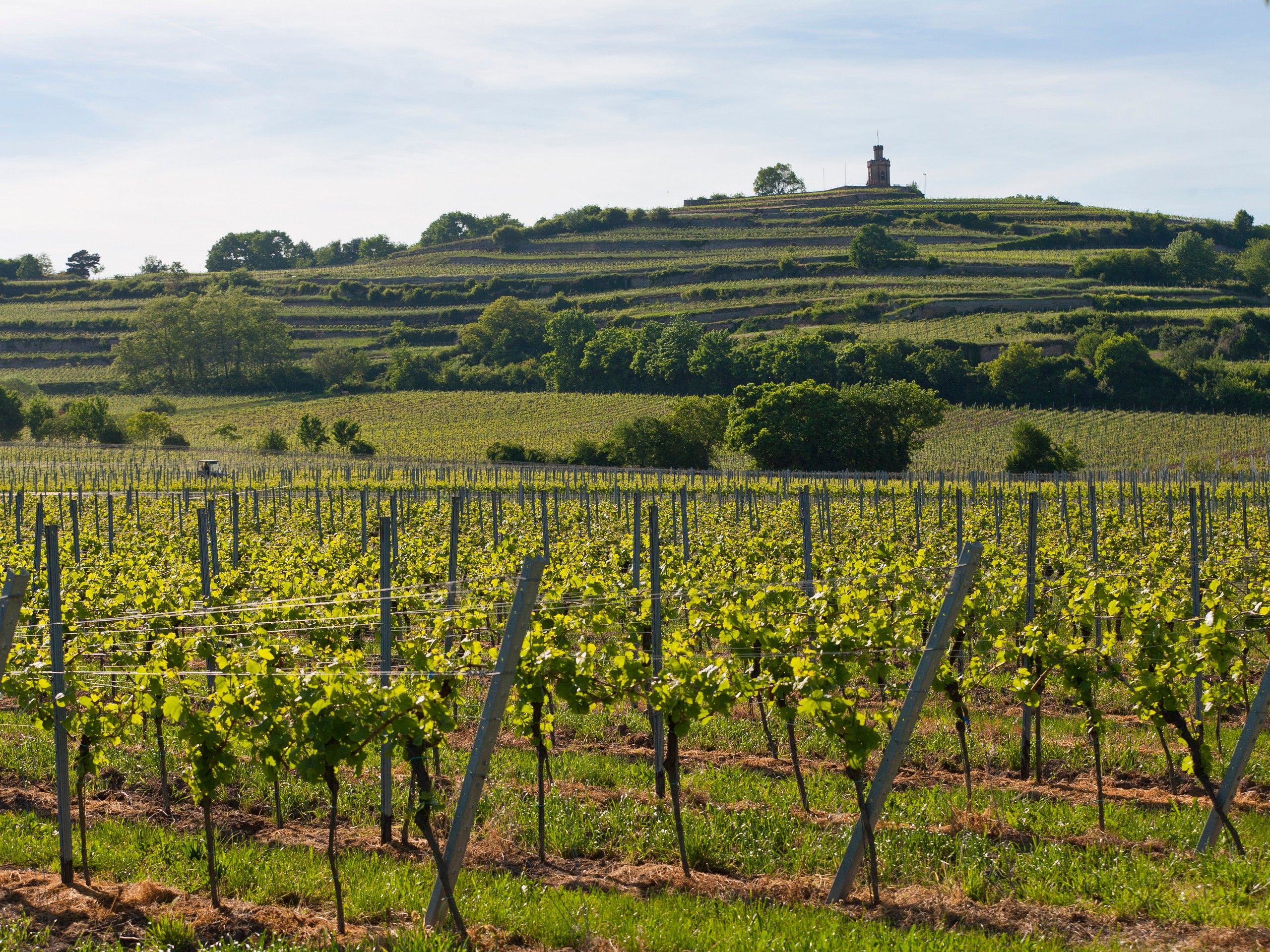 Expansive vineyards in Germany, Rhine river region