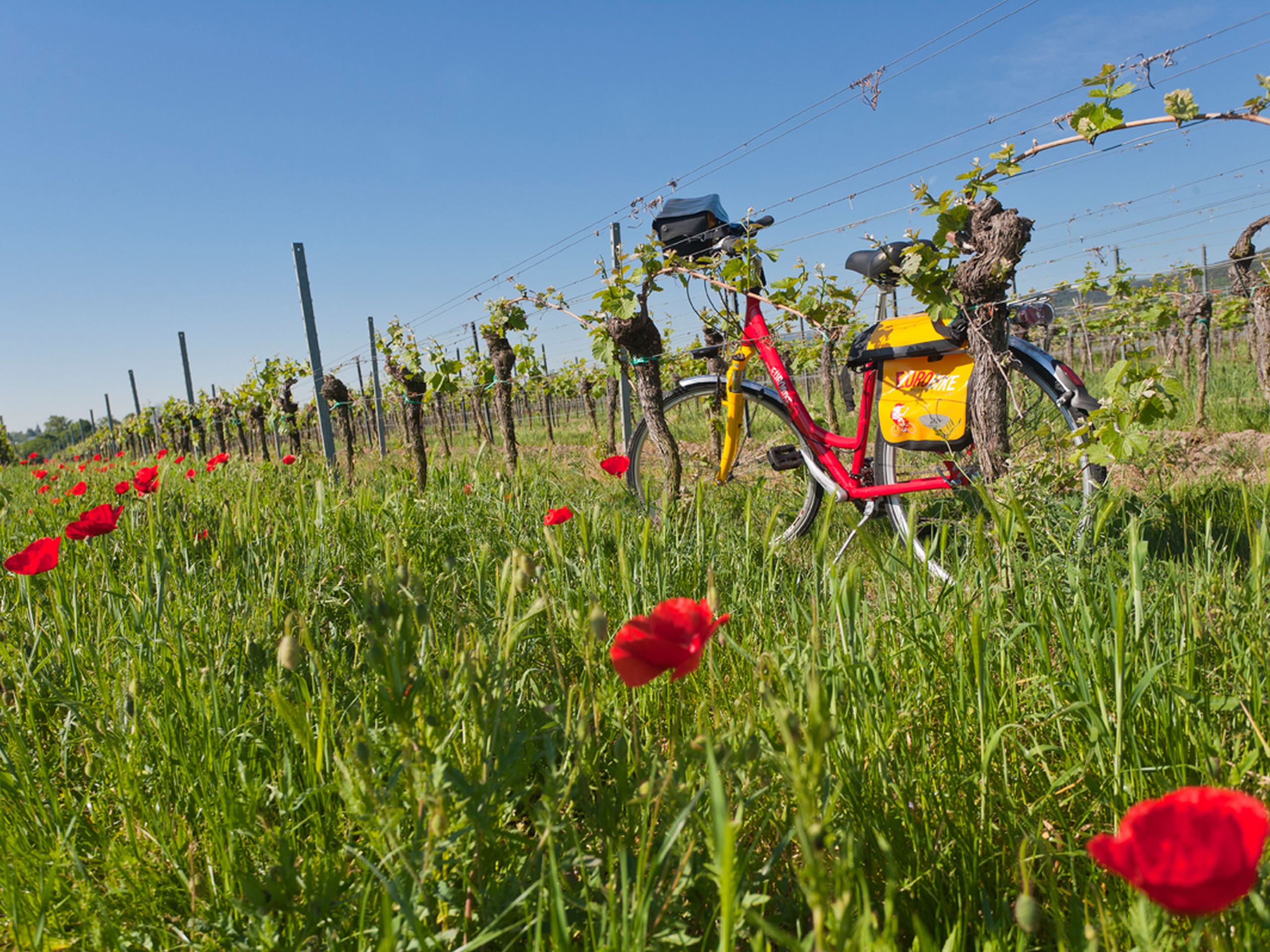 Bike parked in poppy field