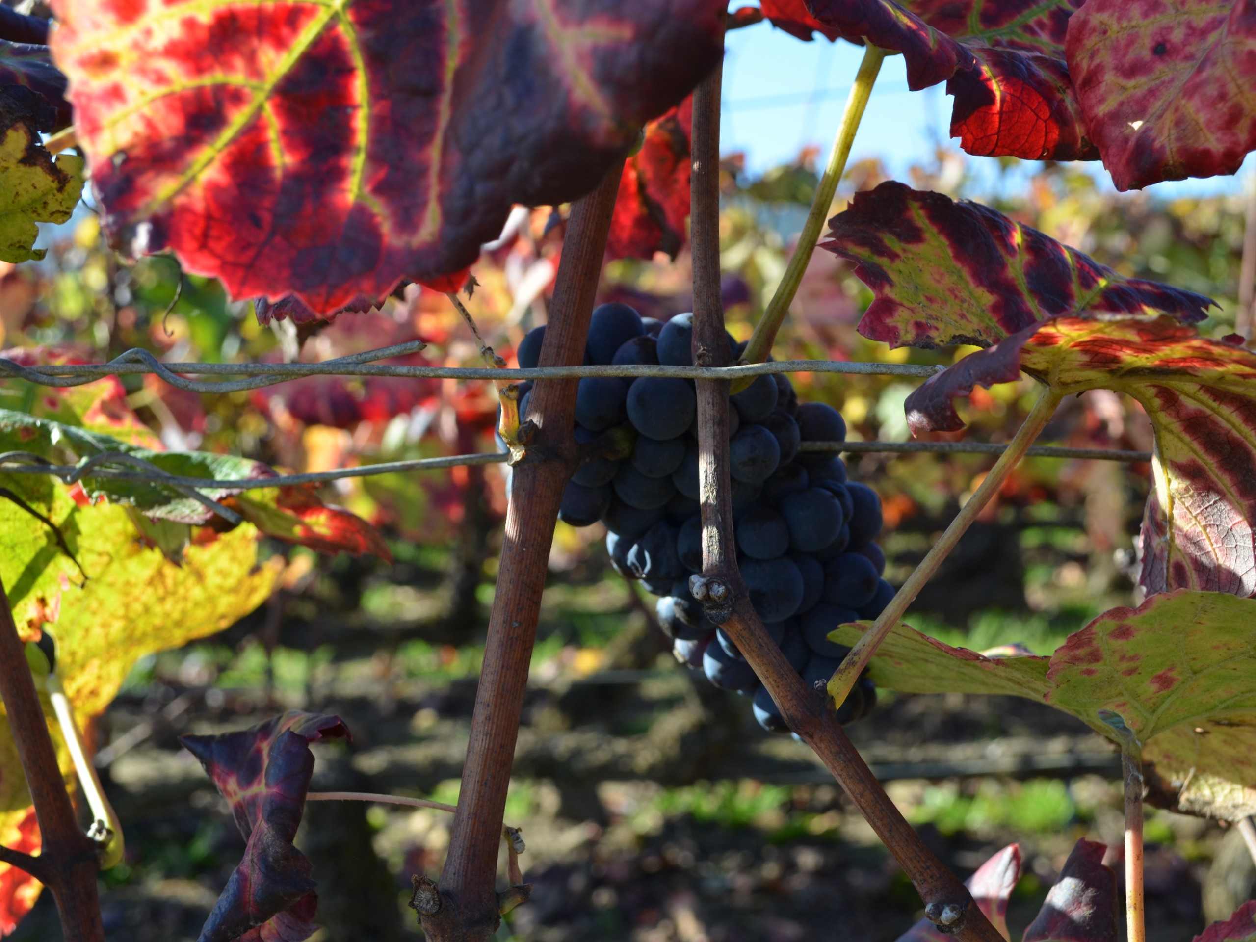 Self-guided Chablis Bike Tour in France 21