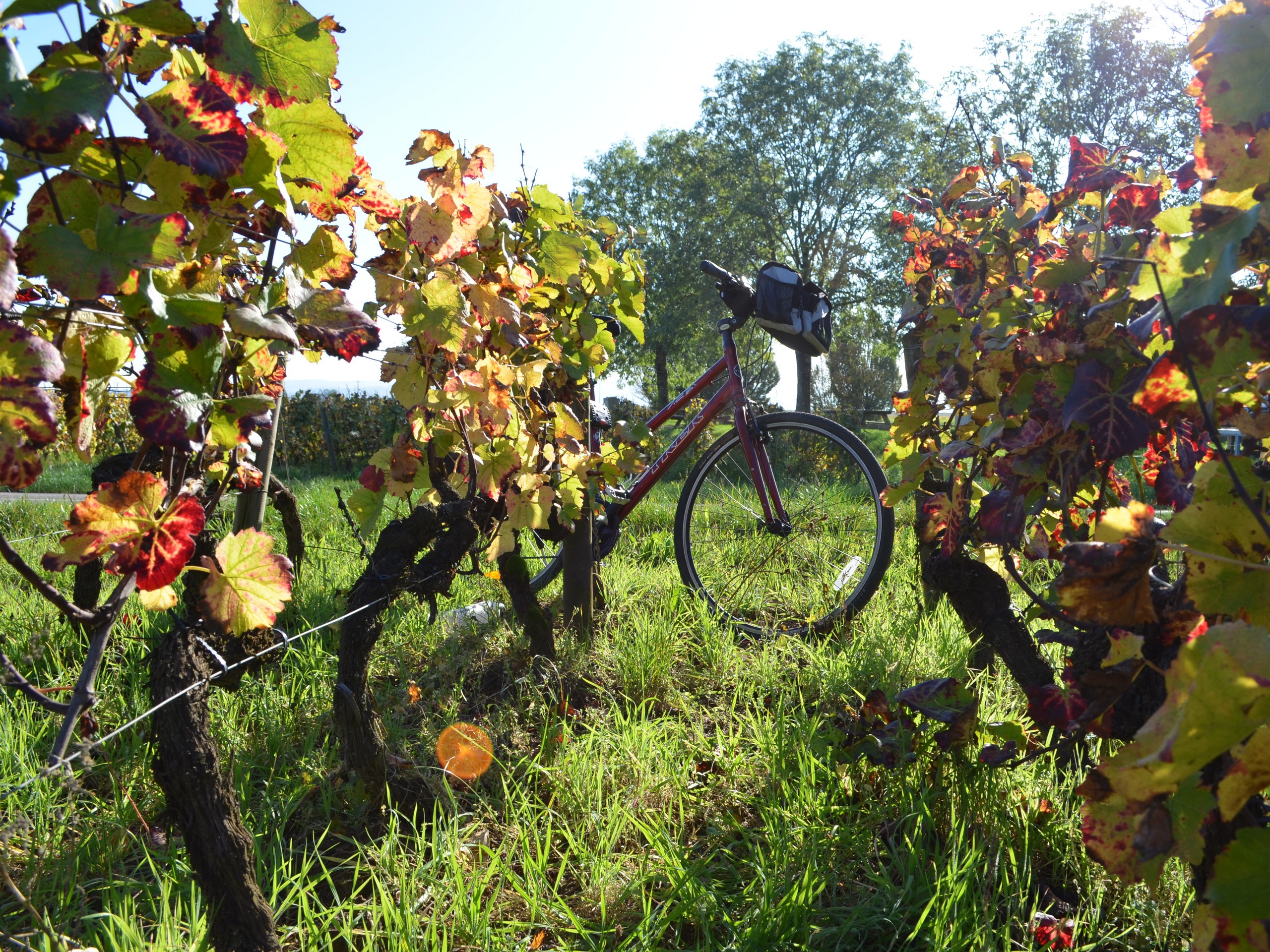 Self-guided Chablis Bike Tour in France 22