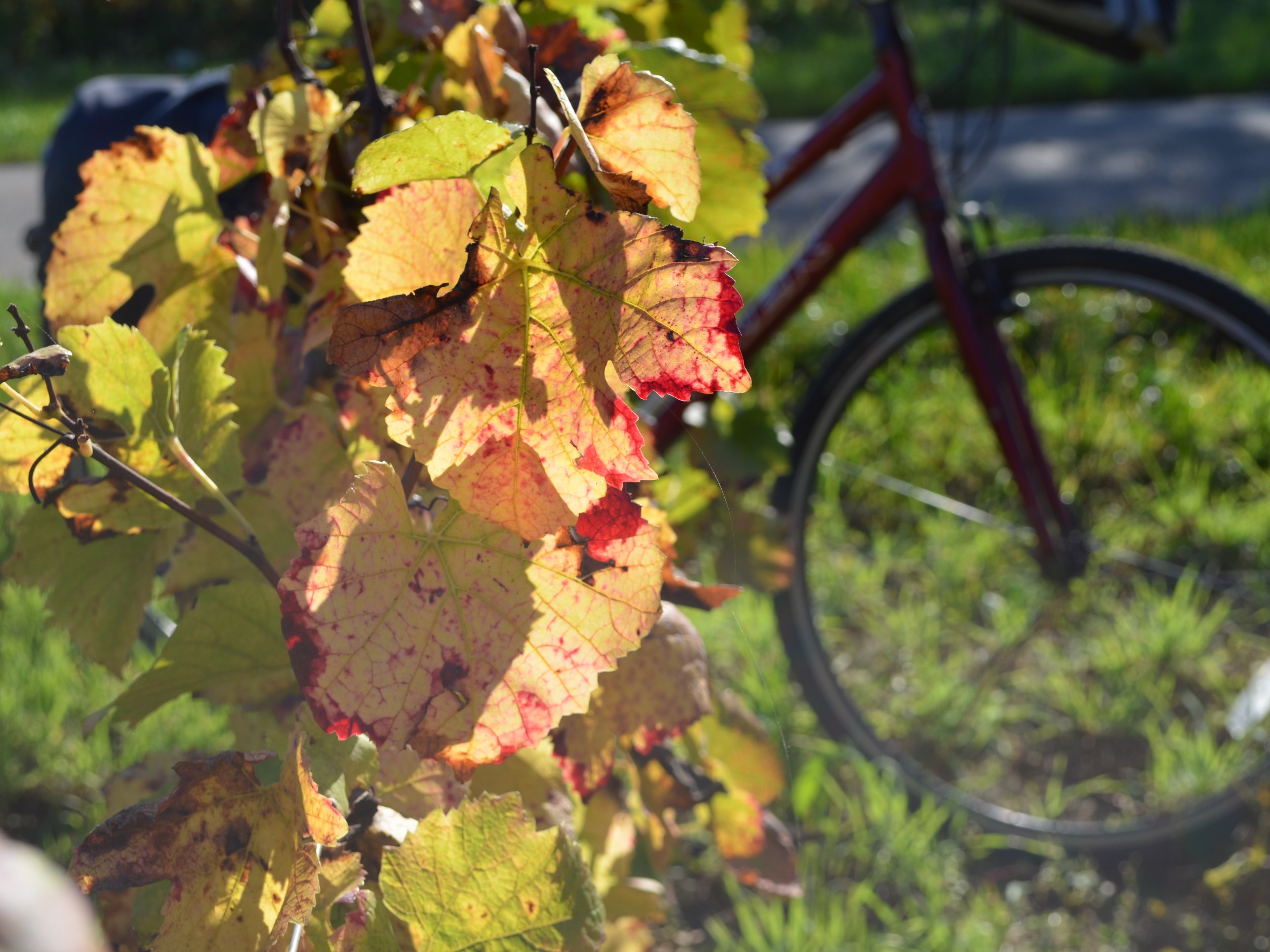 Cycling in Beaune region, Burgundy 43