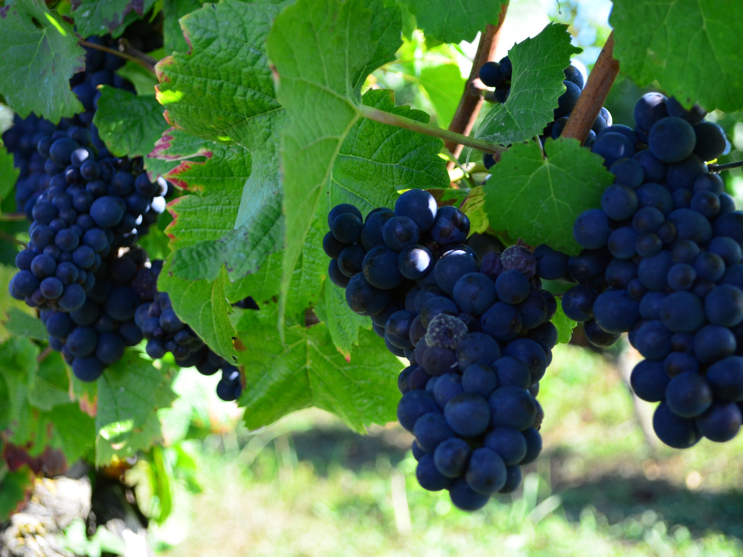 Cycling in Beaune region, Burgundy 47