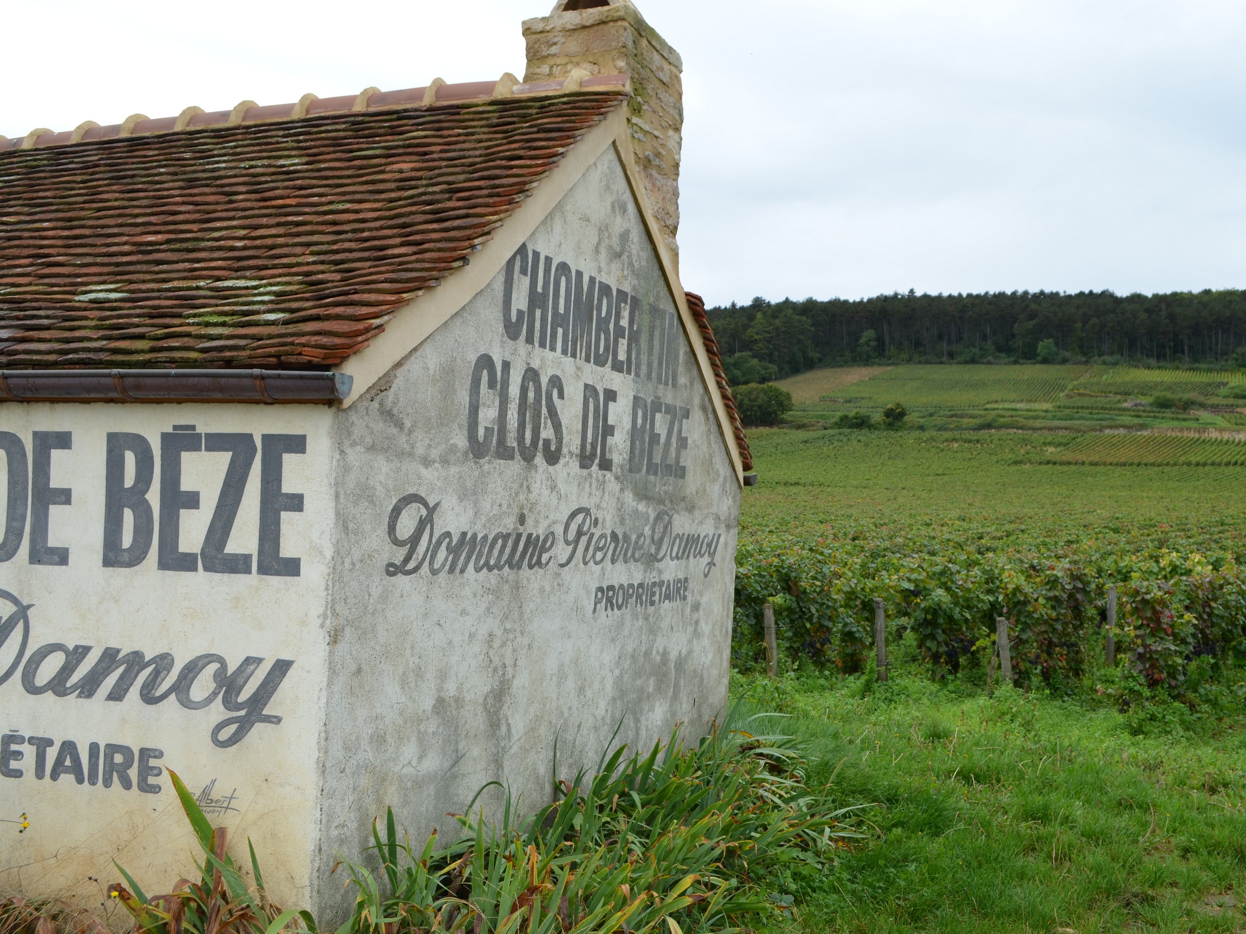 Cycling in Beaune region, Burgundy 07