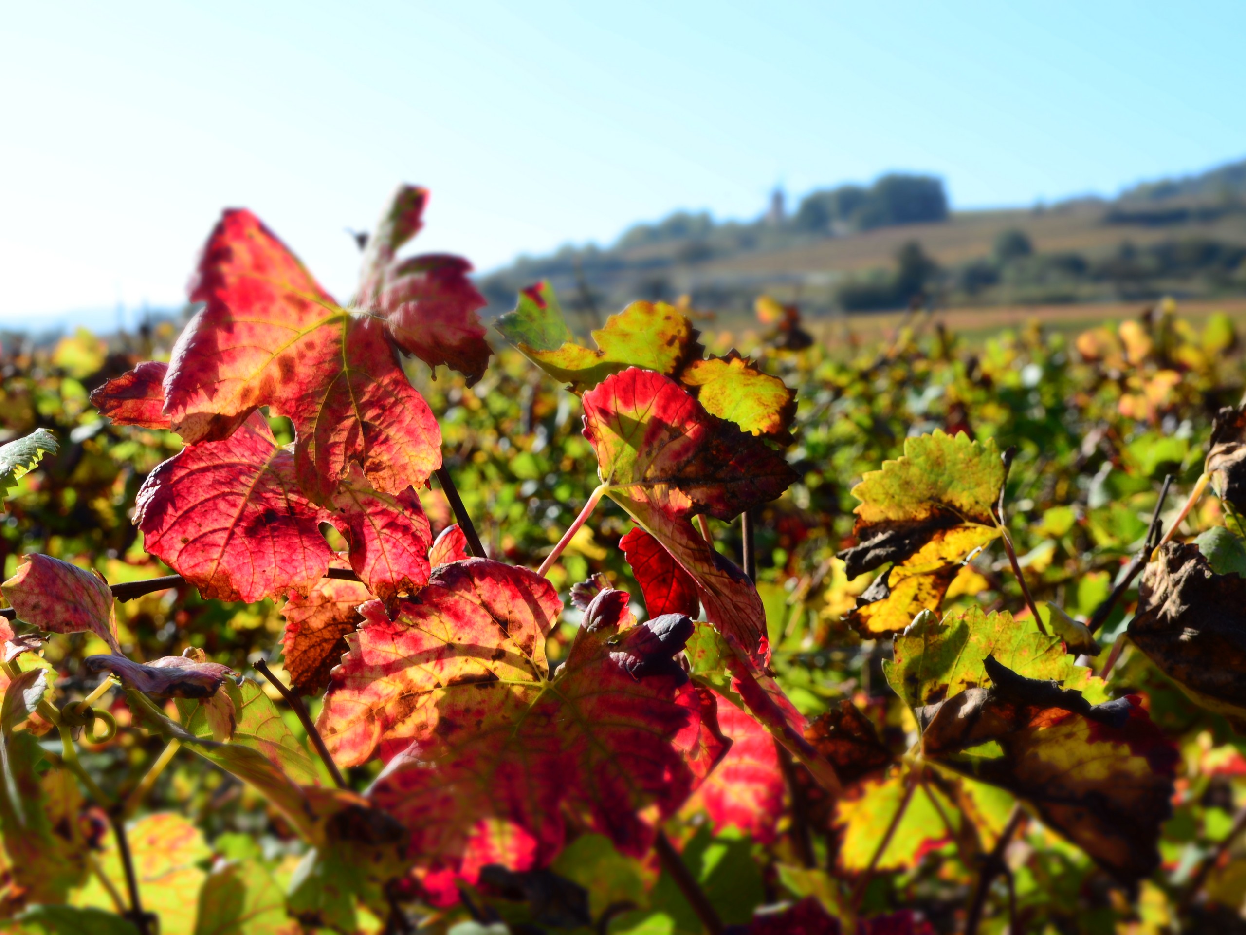 Cycling in Beaune region, Burgundy 33