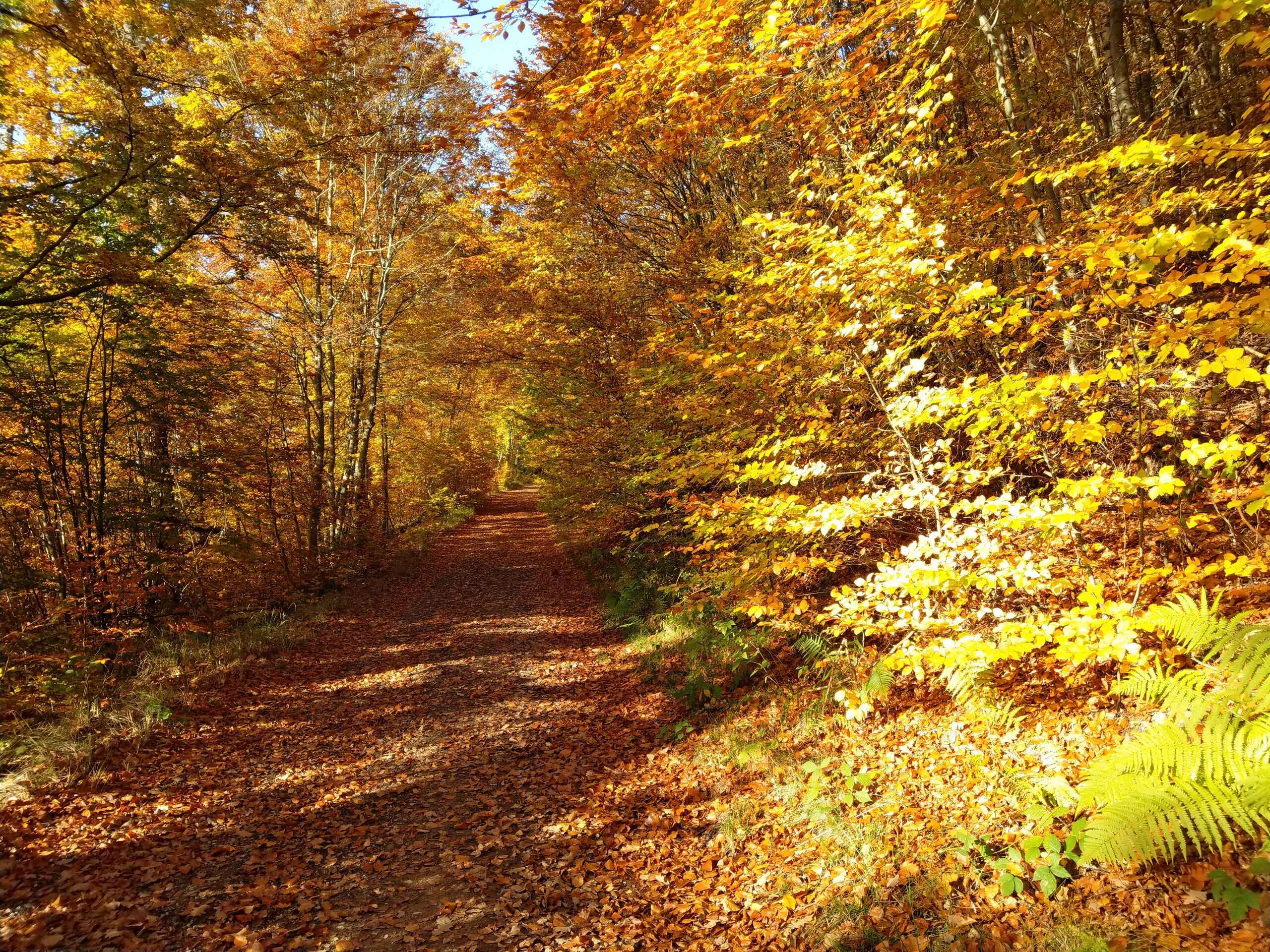 Walking the Magical Spessart region in Germany-17