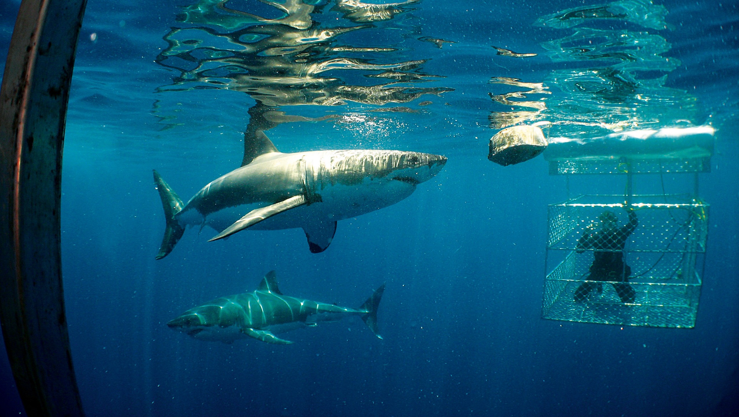 Shark Cage Diving and Sea Lion Tour