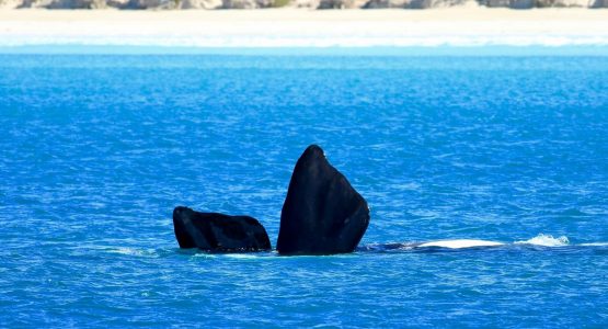 Winter Whale Watching and Wildlife Tour