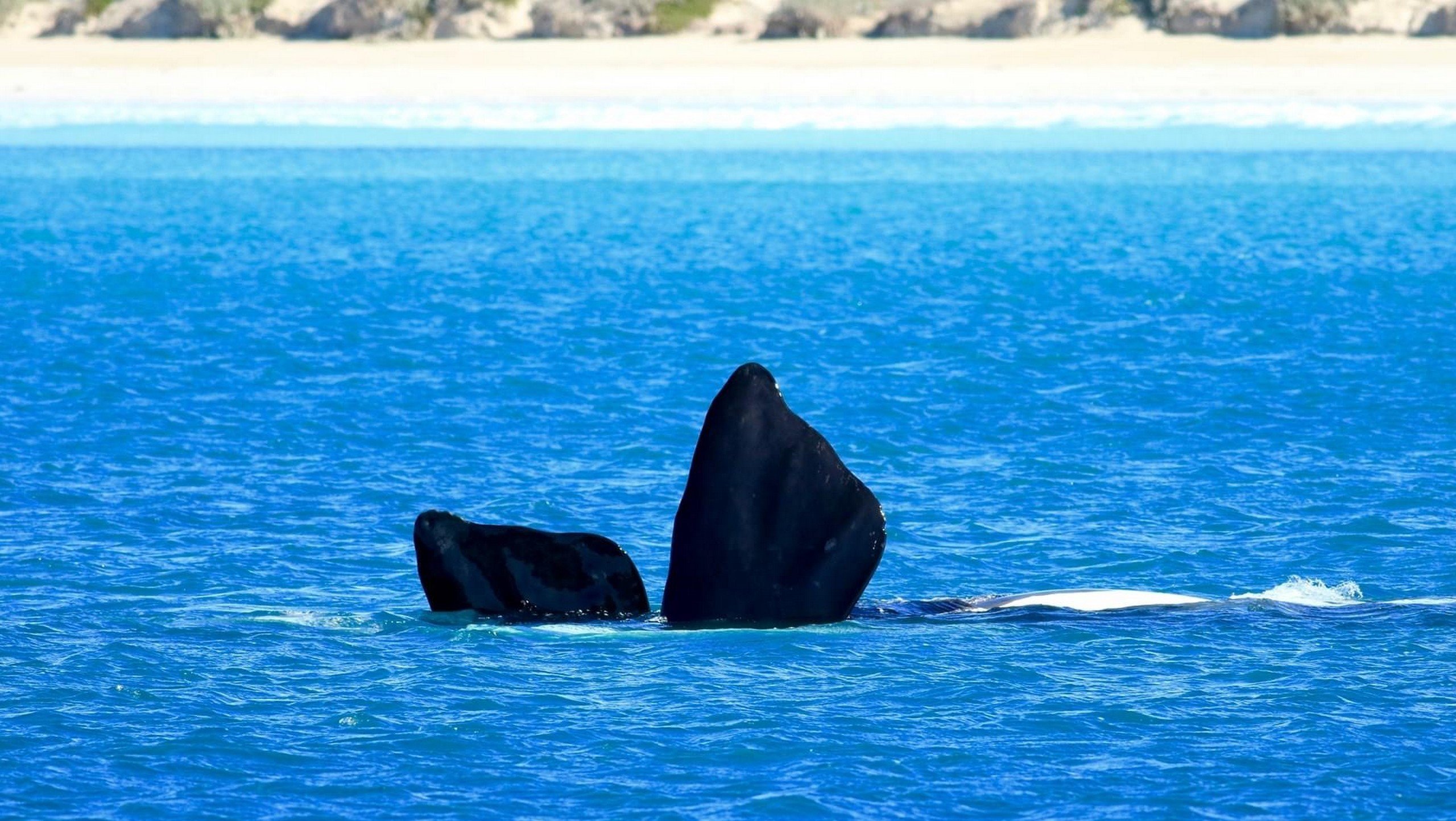 Winter Whale Watching and Wildlife Tour