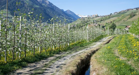 South Tyrol Family Walking Tour