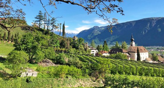 South Tyrolean Wine and Alpine Pasture Tour