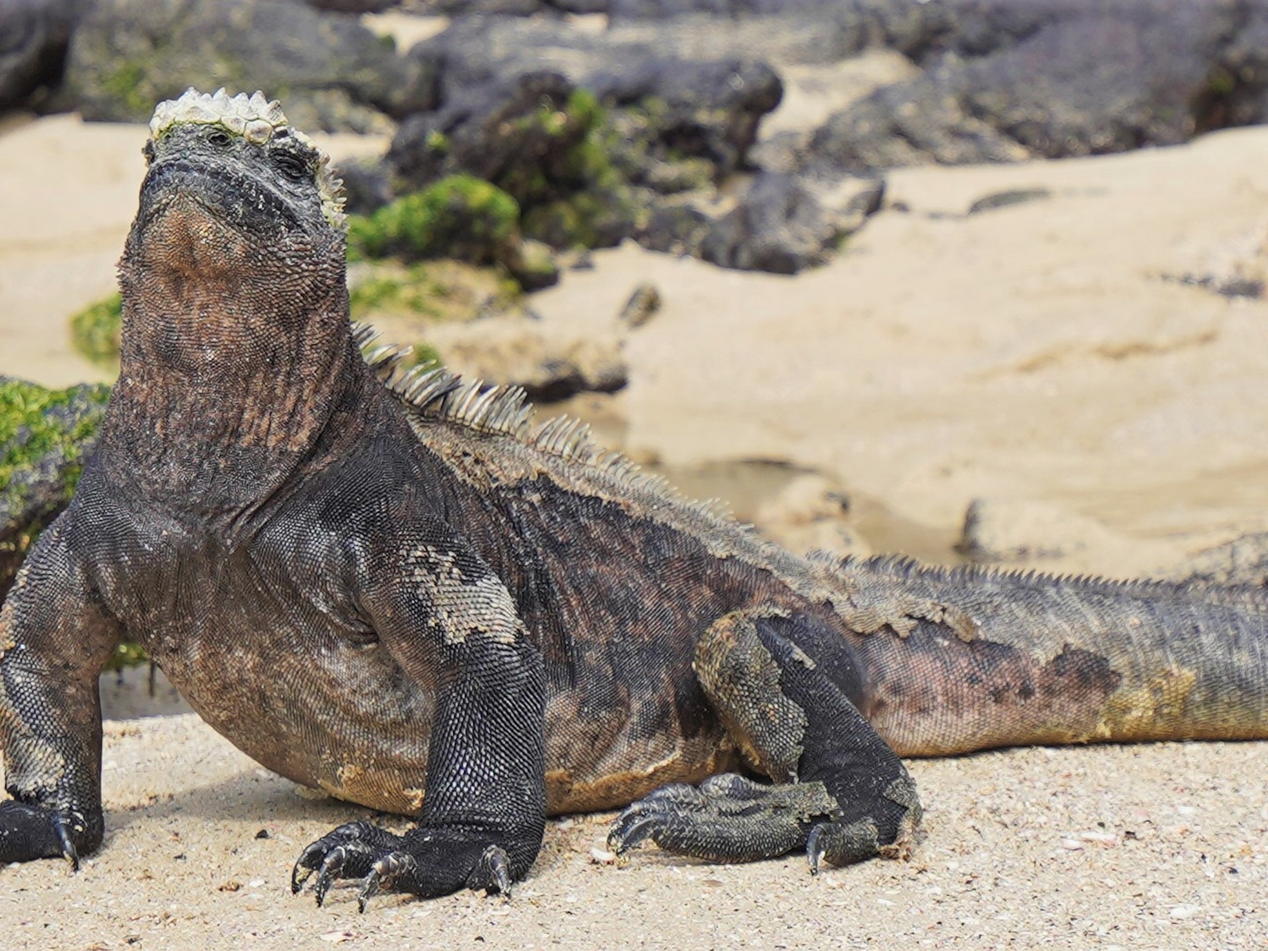 iguana