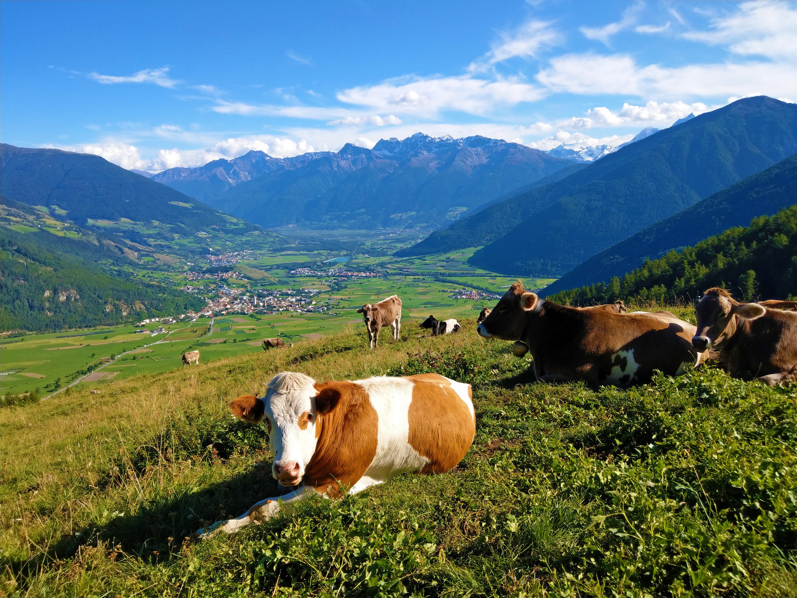 Cows met on Vinschgau trek in South Tyrol