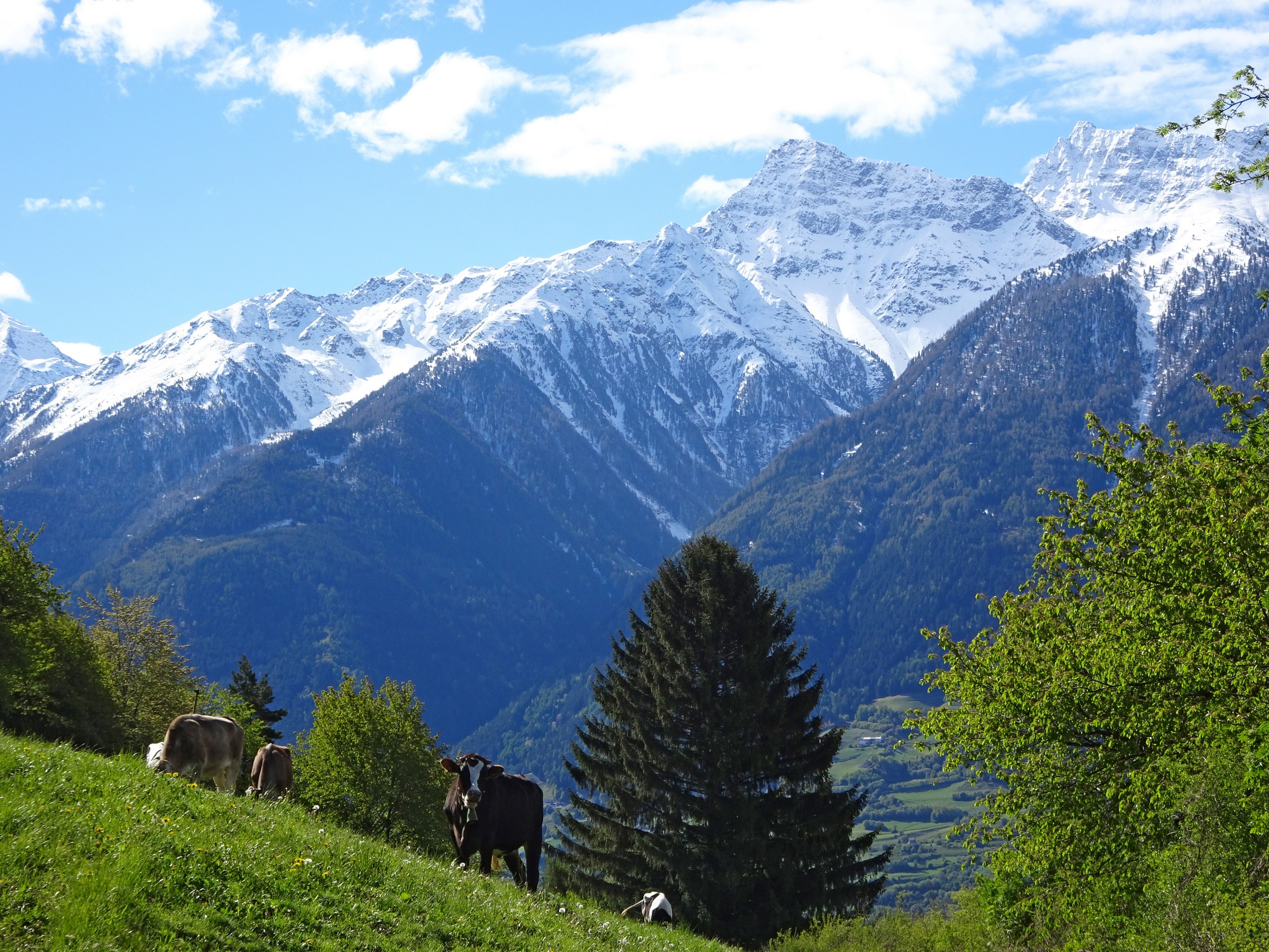 Beautiful peaks of Vinschgau region in Austria