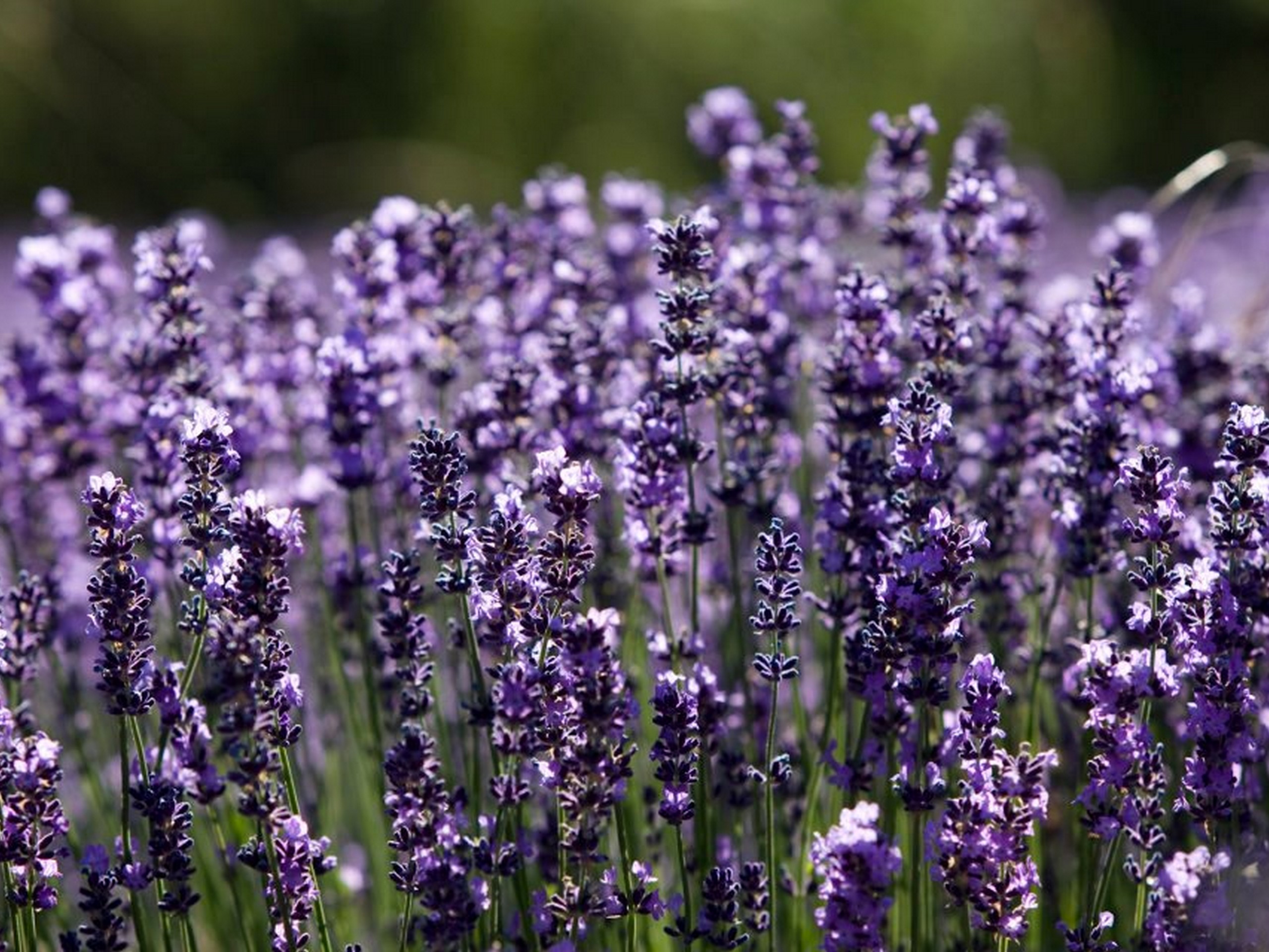 Purple levander seen in Provence