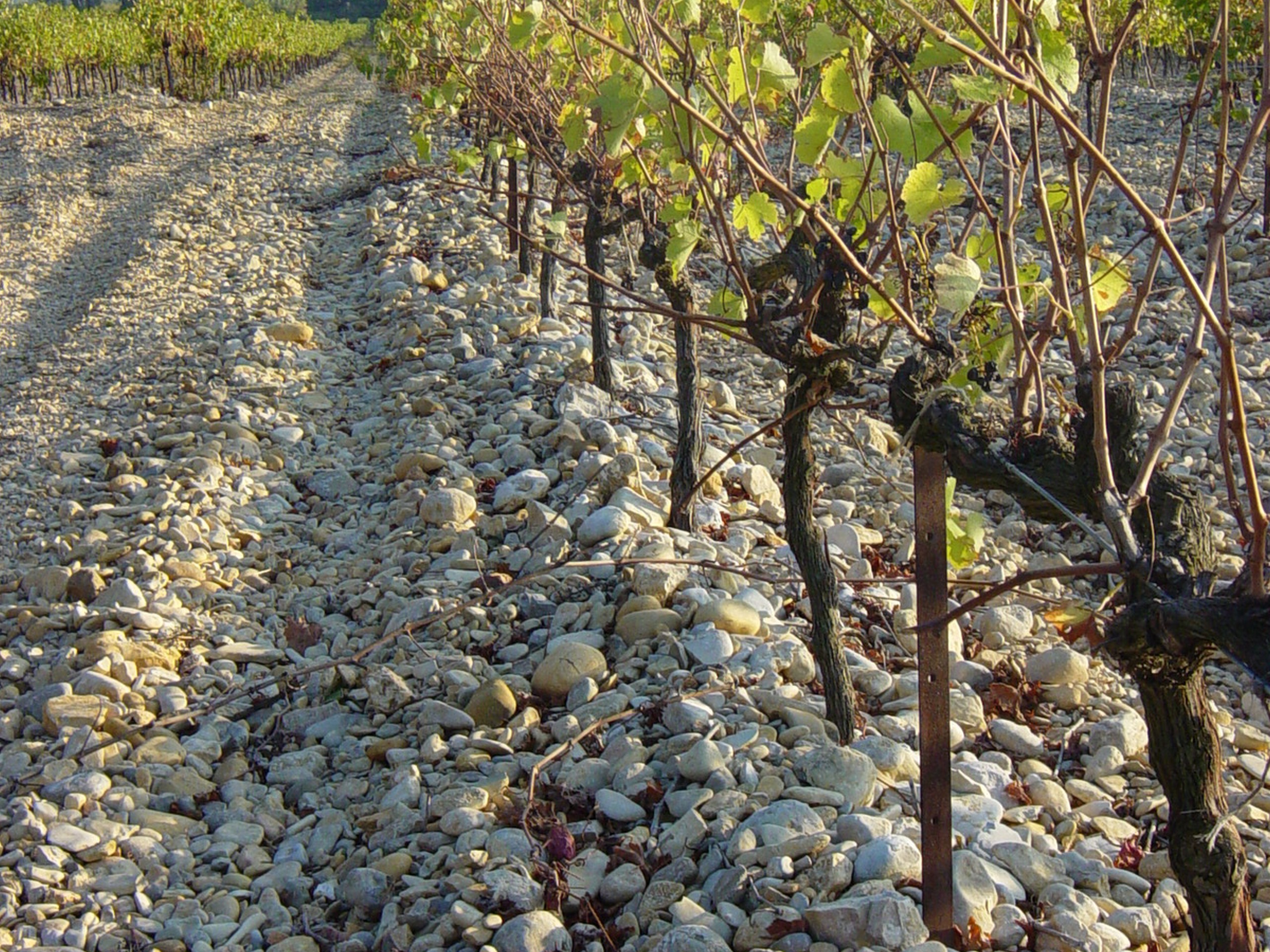 Biking along the vineyards of Provence