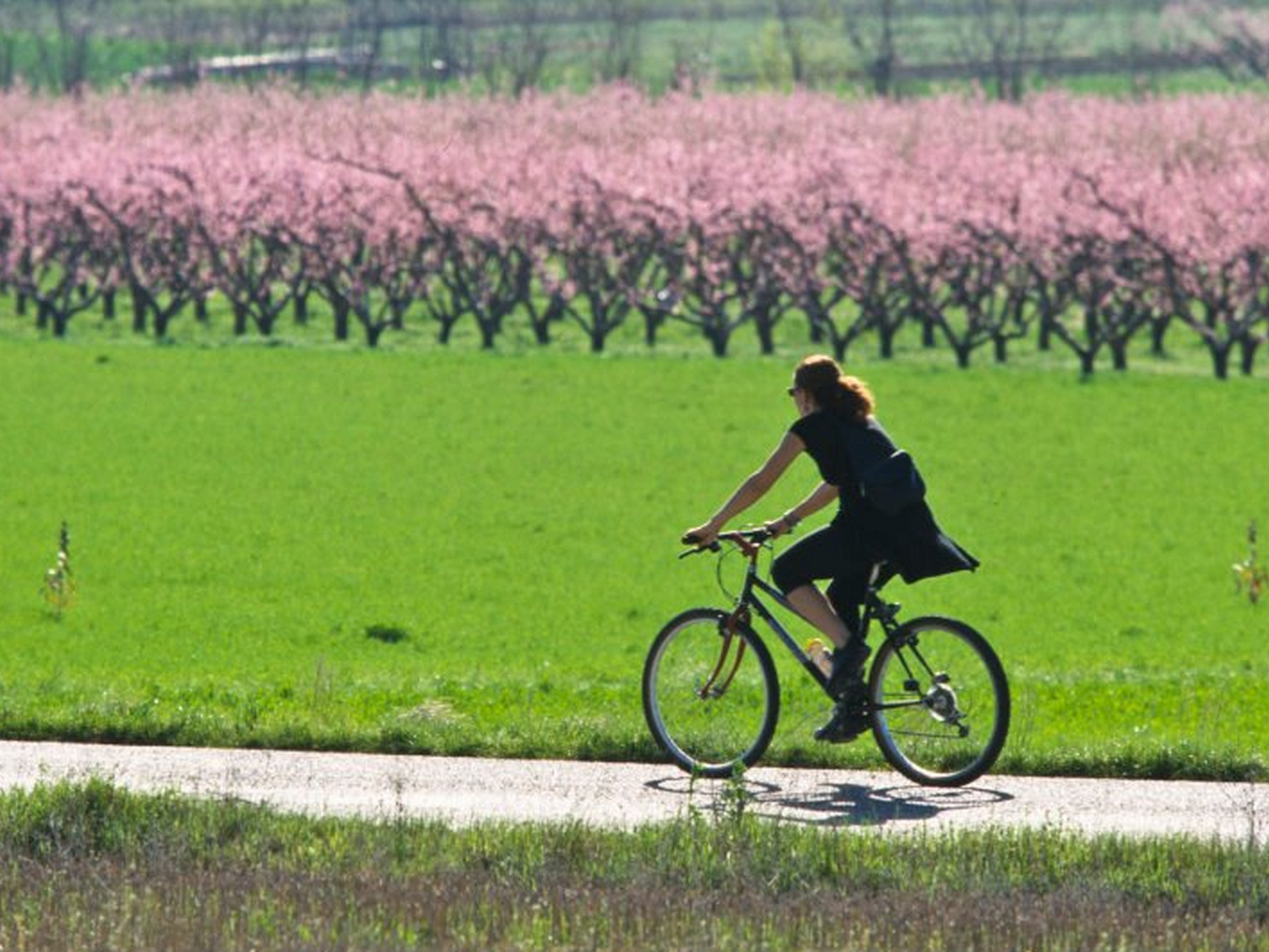 Cyclist riding along the levander fields in Provence