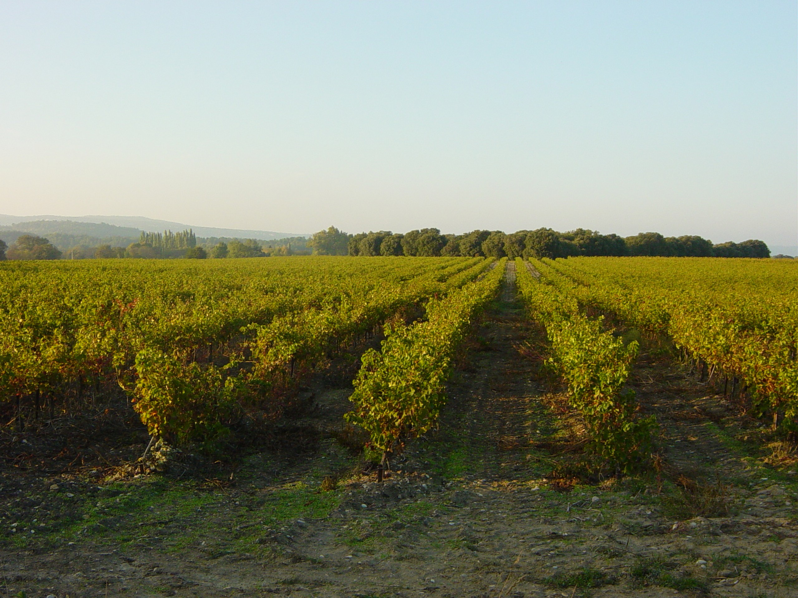 Expansive vineyards in Provence region in France