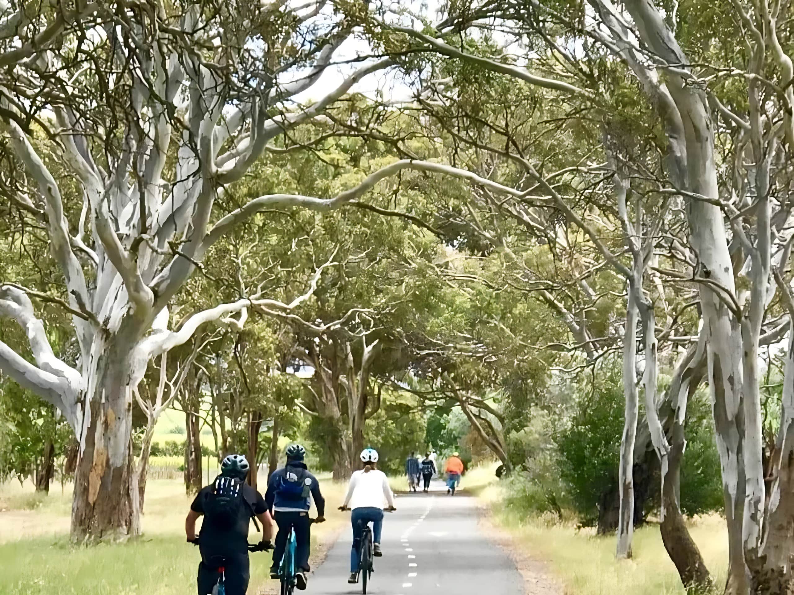 Rail Trails of South Australia Tour