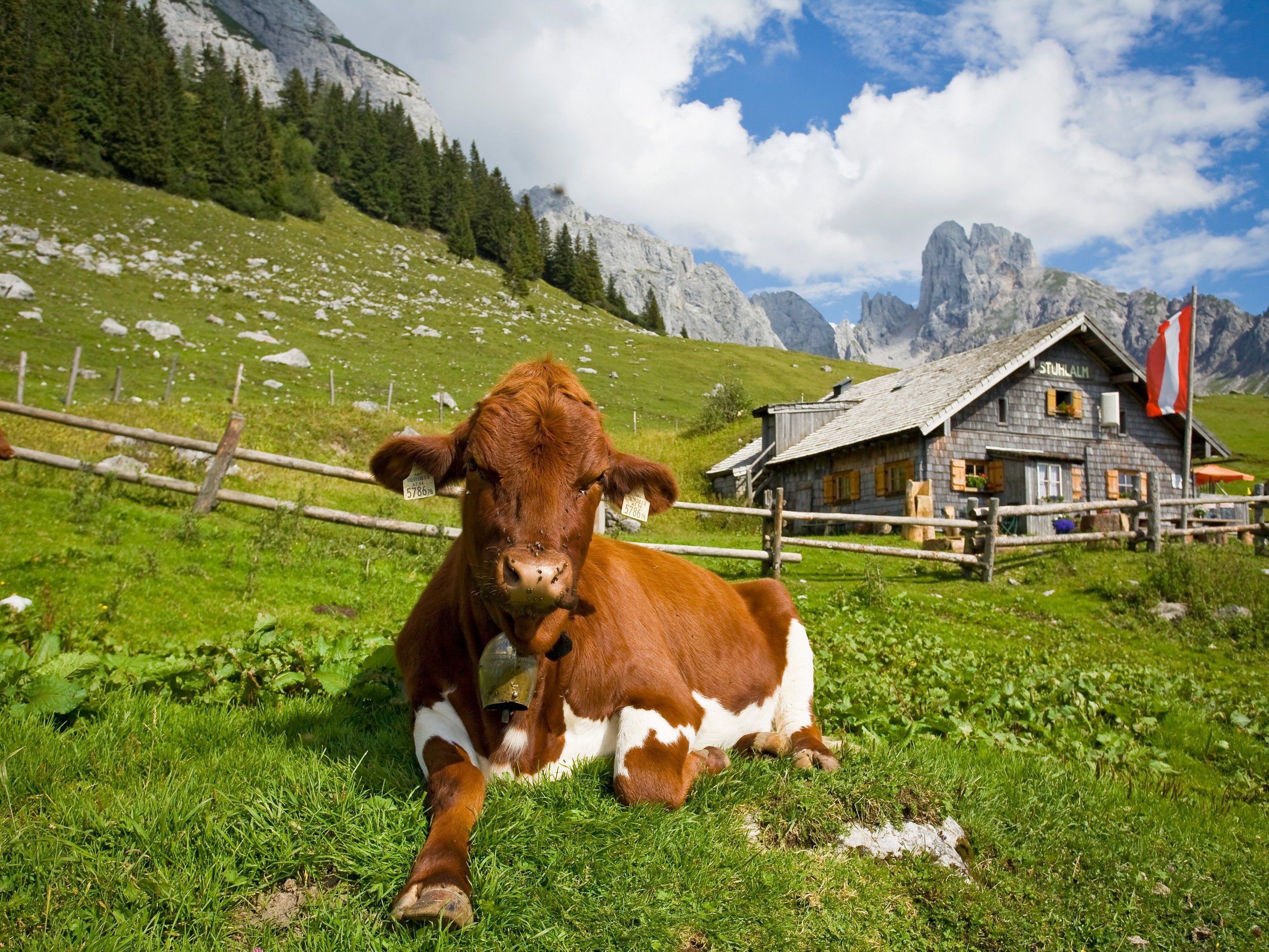 18-eurohike-wanderreisen-salzalpensteig-koenigssee-salzkammergut-tennengebirge-stuhlalm-kuh