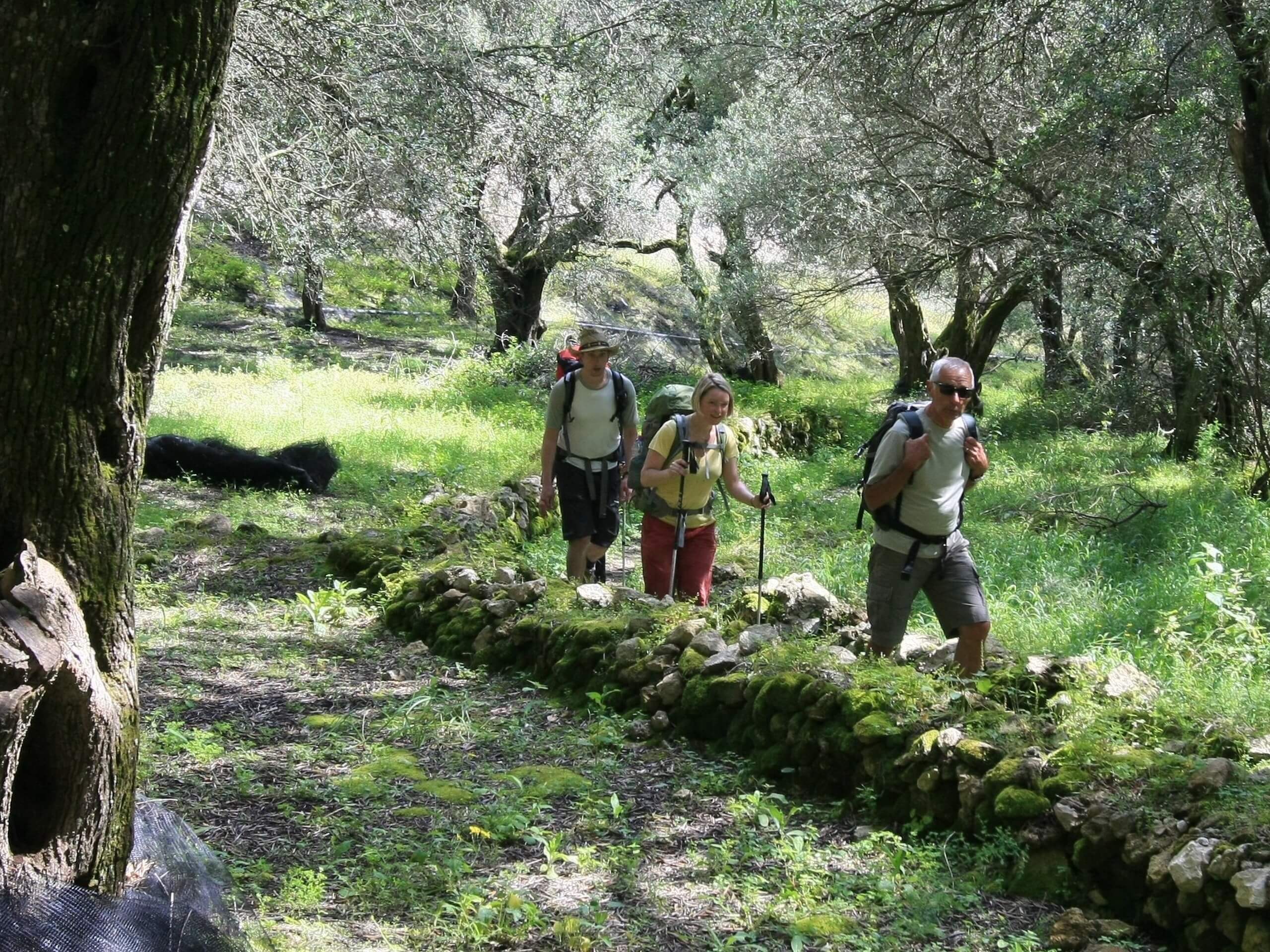 Hikers in the olive trees