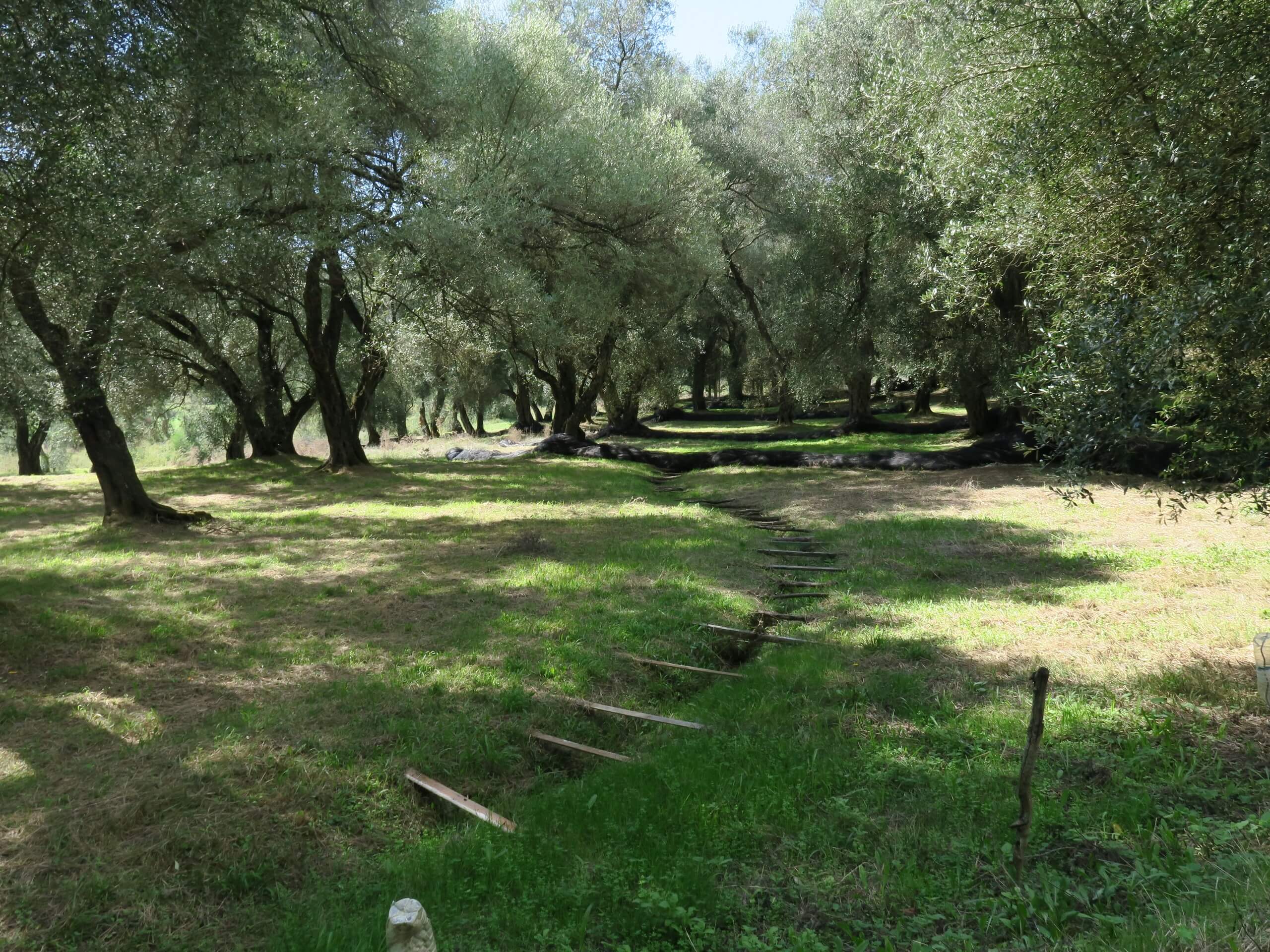 Olive tree forest