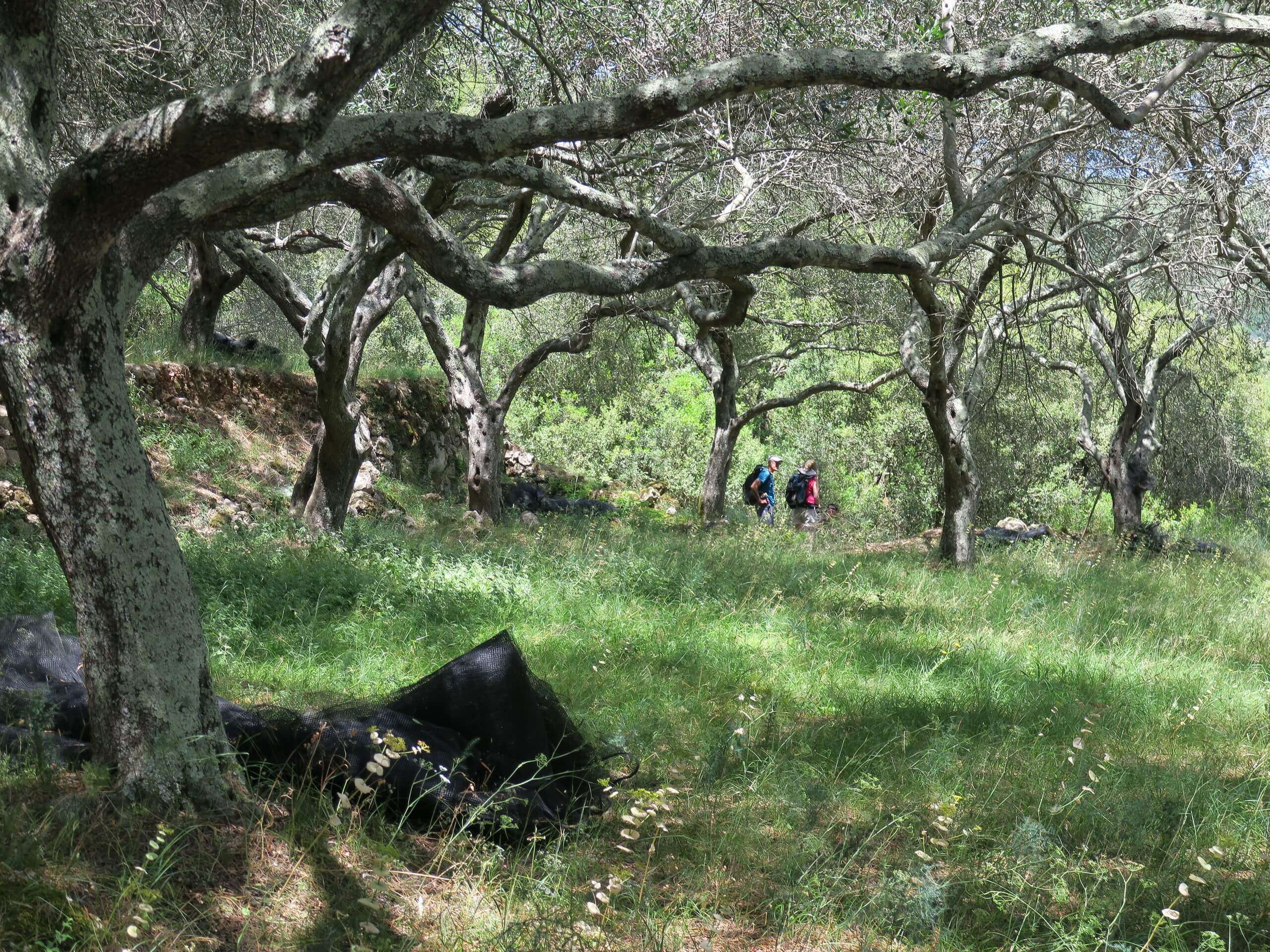 Sous les oliviers de Paxos