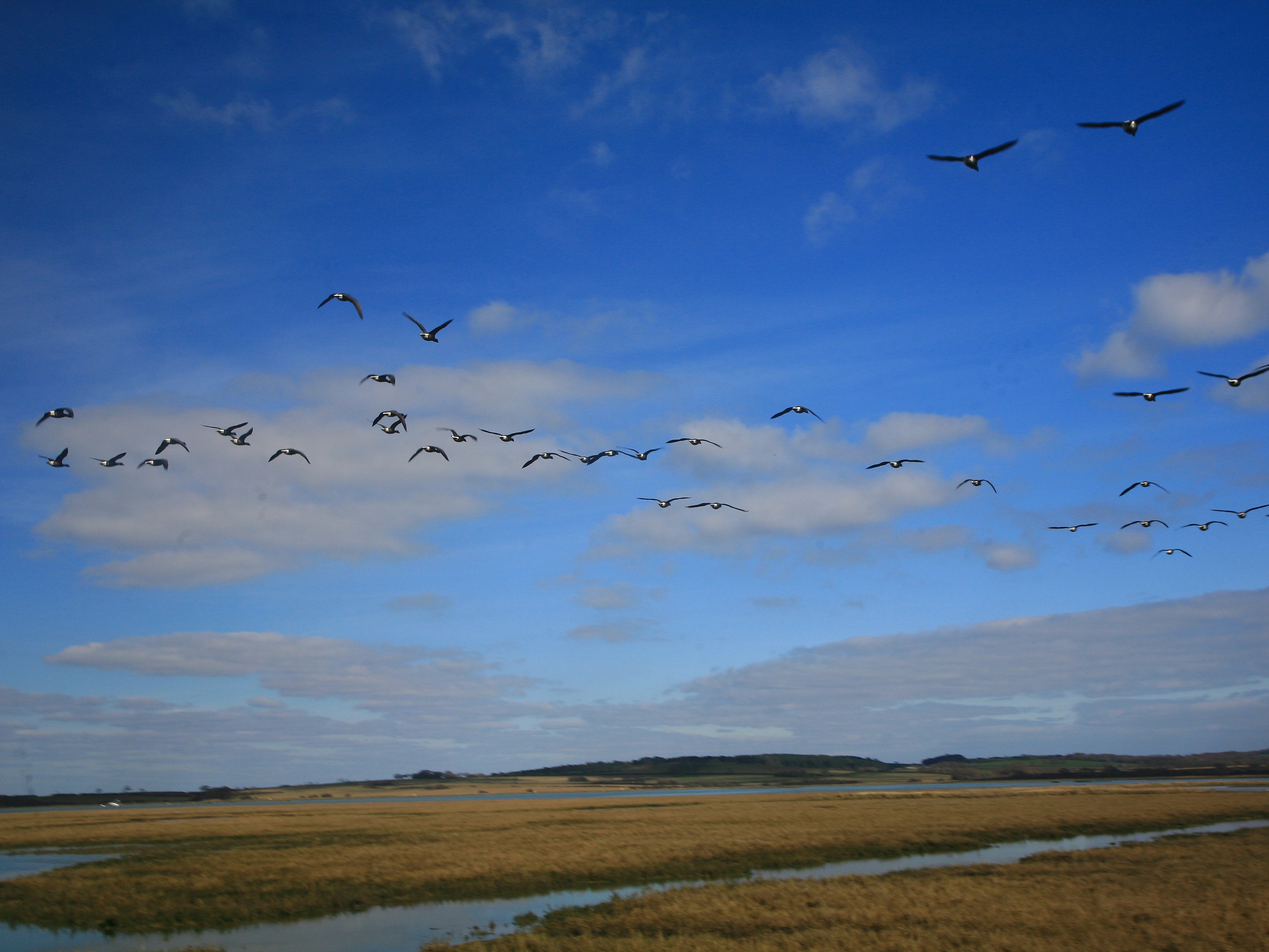 Birds at Newtown bay