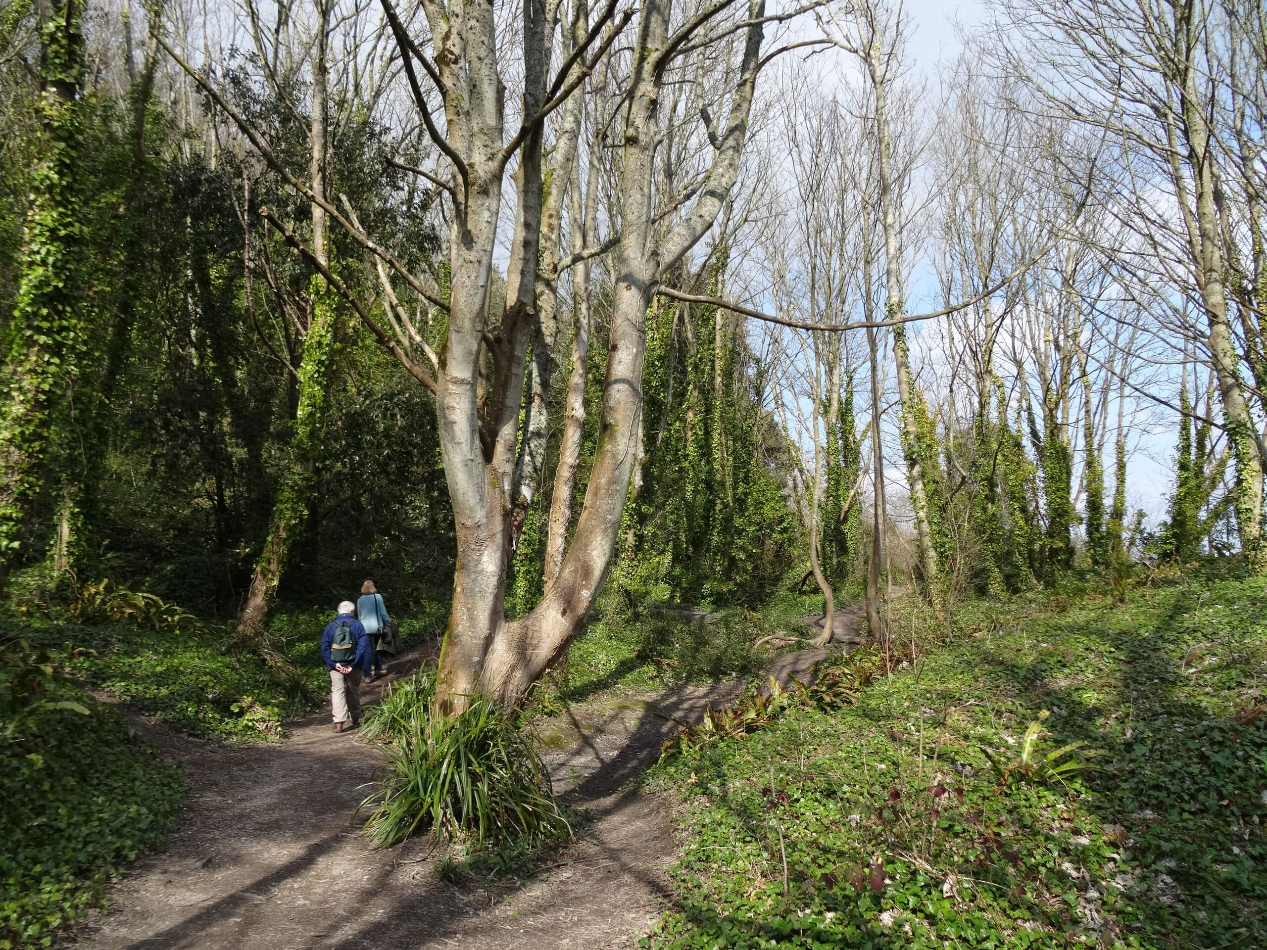 Beautiful forest in the Isle of Withg