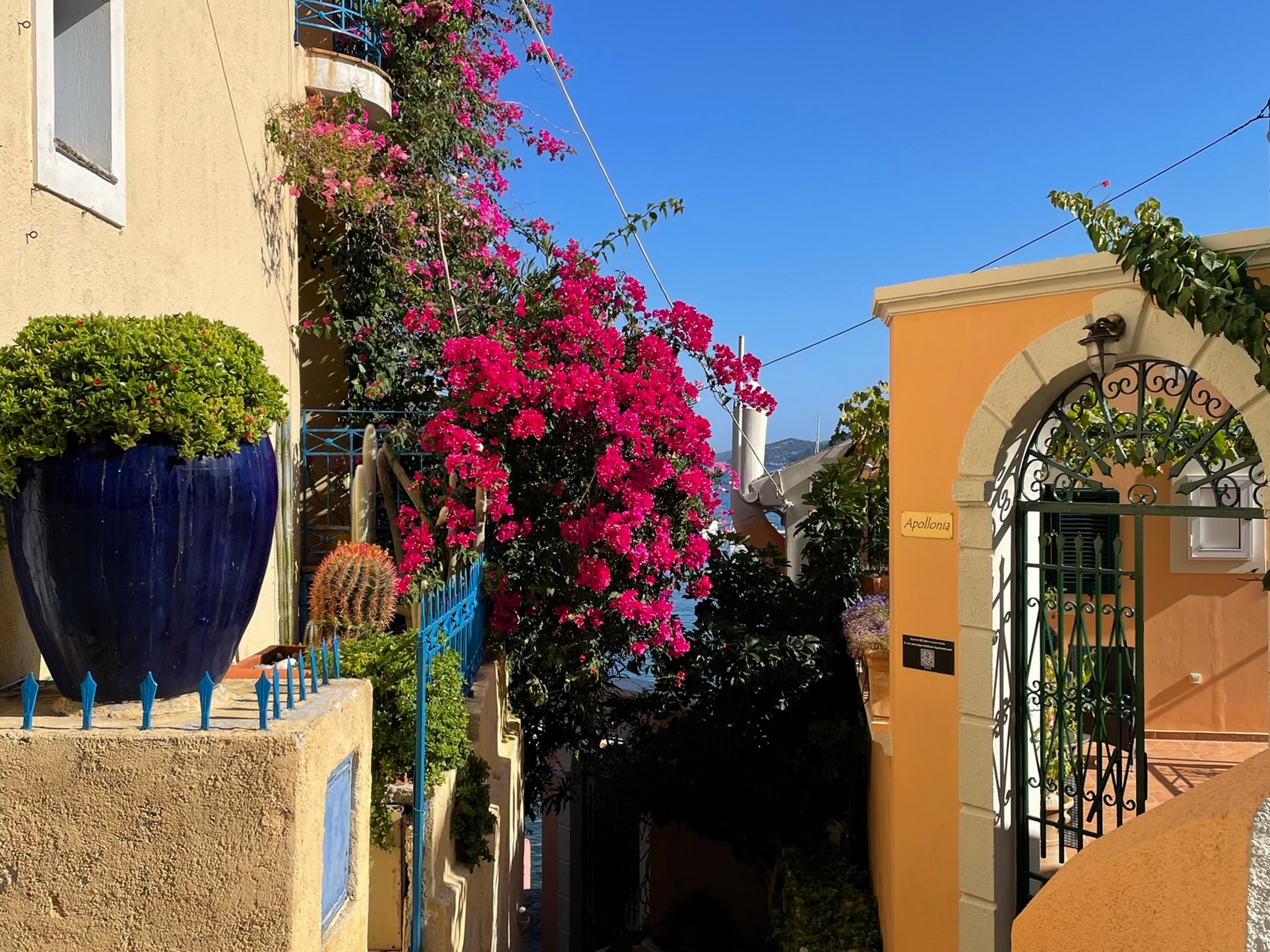 Bougainvillier Assos Kefalonia © Juliette Vuillecard