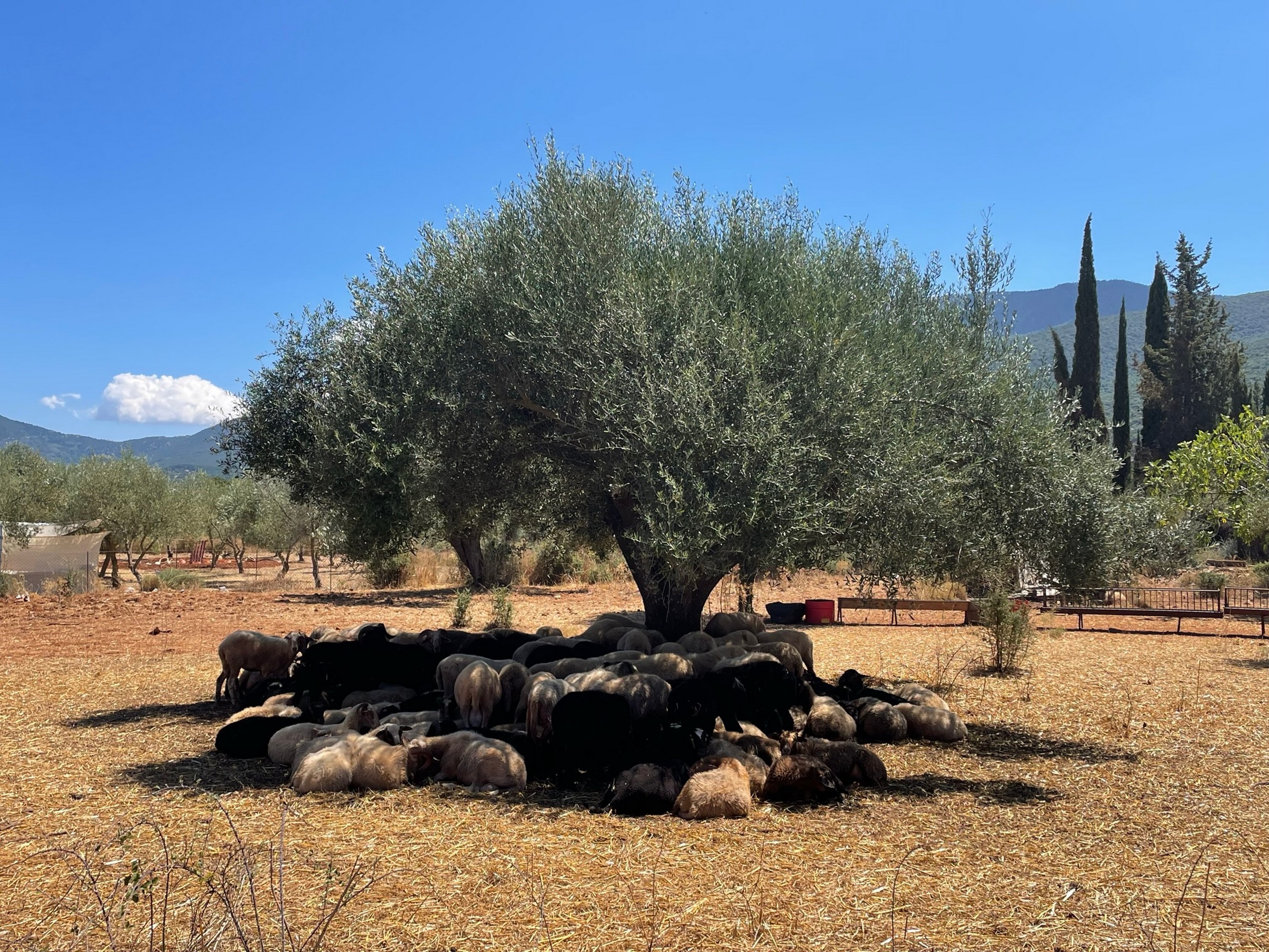 Ferme Kefalonia © Juliette Vuillecard