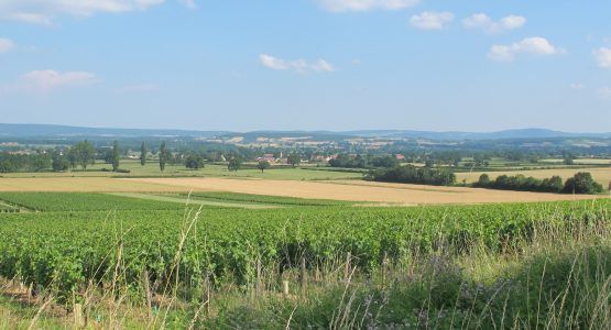 Vignoble entre Buxy et Saint-Gengoux-le-national © Jean-Claude Praire