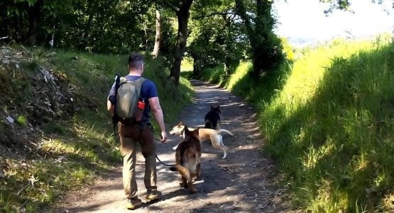 Camino Frances with Dog