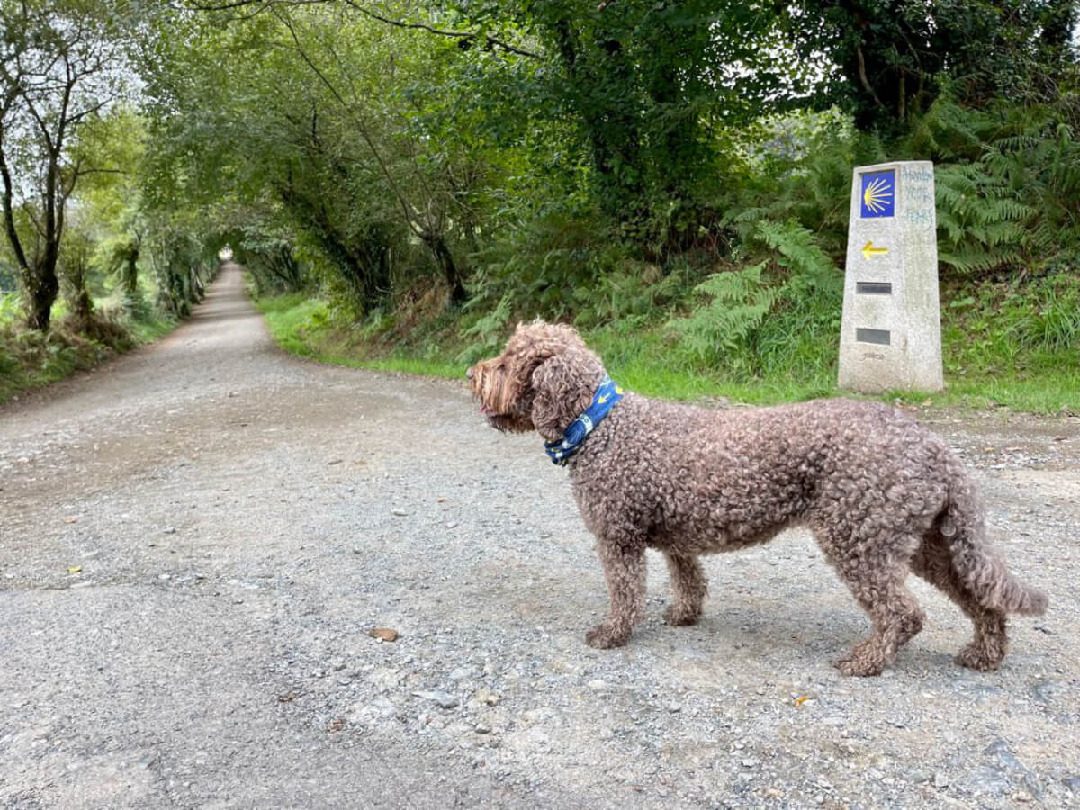 Camino Francés from Sarria to Santiago with your Dog-2