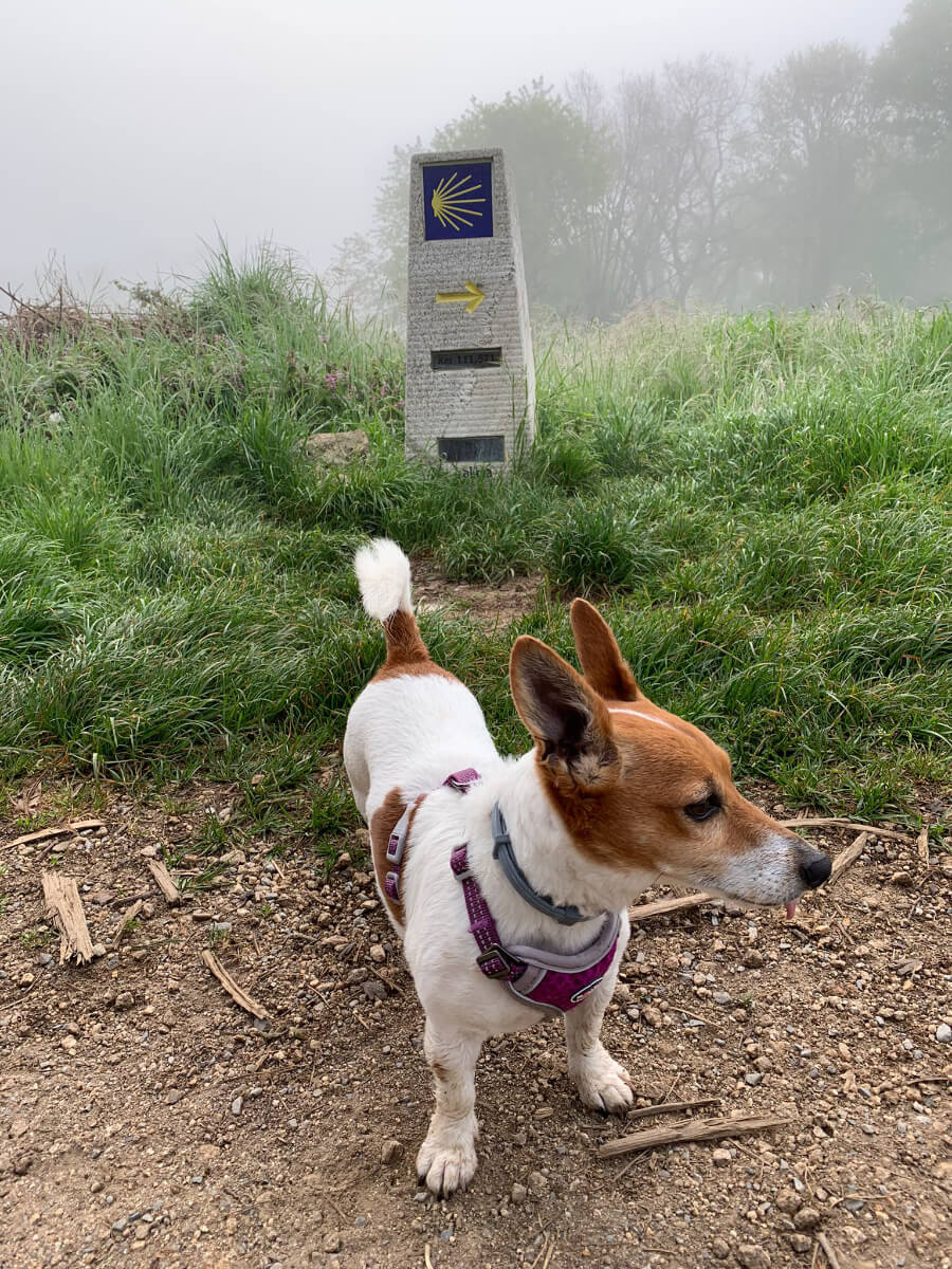 Camino Francés from Sarria to Santiago with your Dog-4